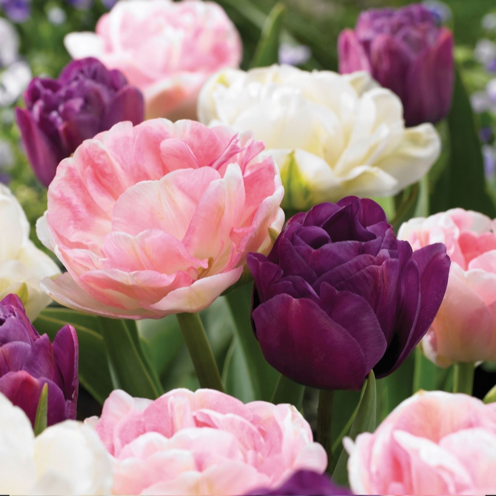 De Jager 36 X Stunning Peony Tulips 12cm Bulbs - Qvc Uk