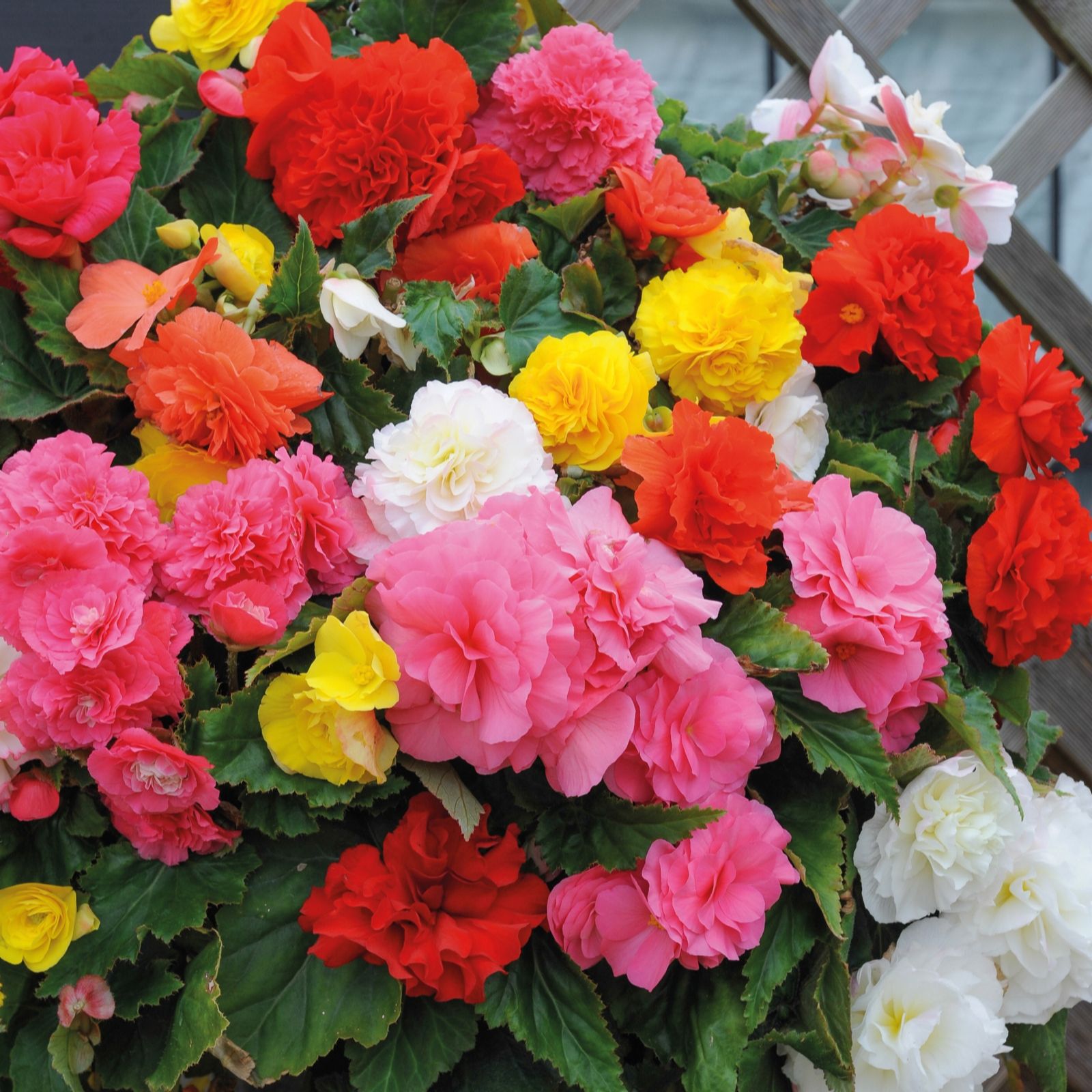 Thompson & 36 x Begonia Non Stop Mix Plug Plants QVC UK