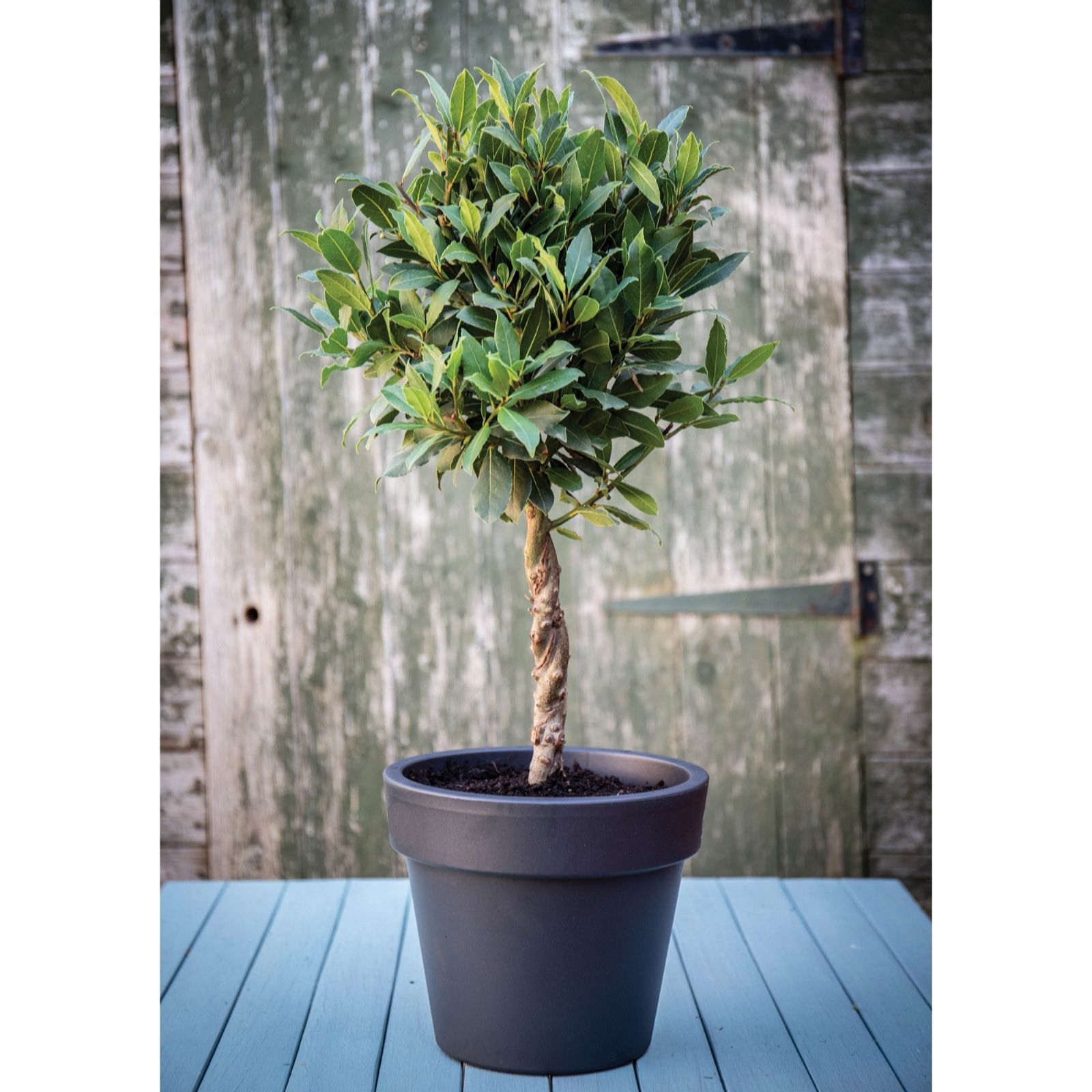 Suttons Bay Double Twisted Stem Tree QVC UK