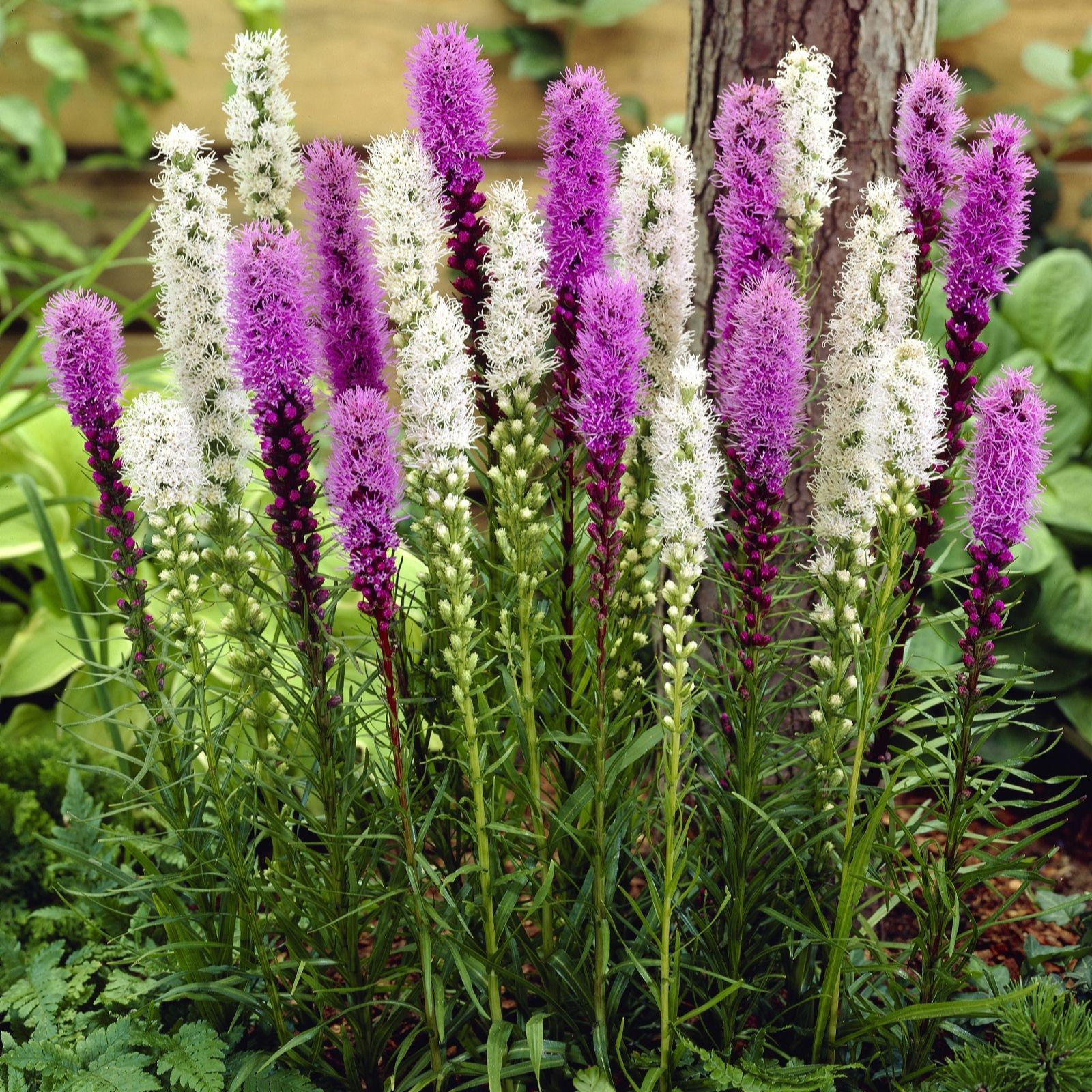 Hayloft Plants 50 x Liatris Blue and White Mix Bulbs QVC UK