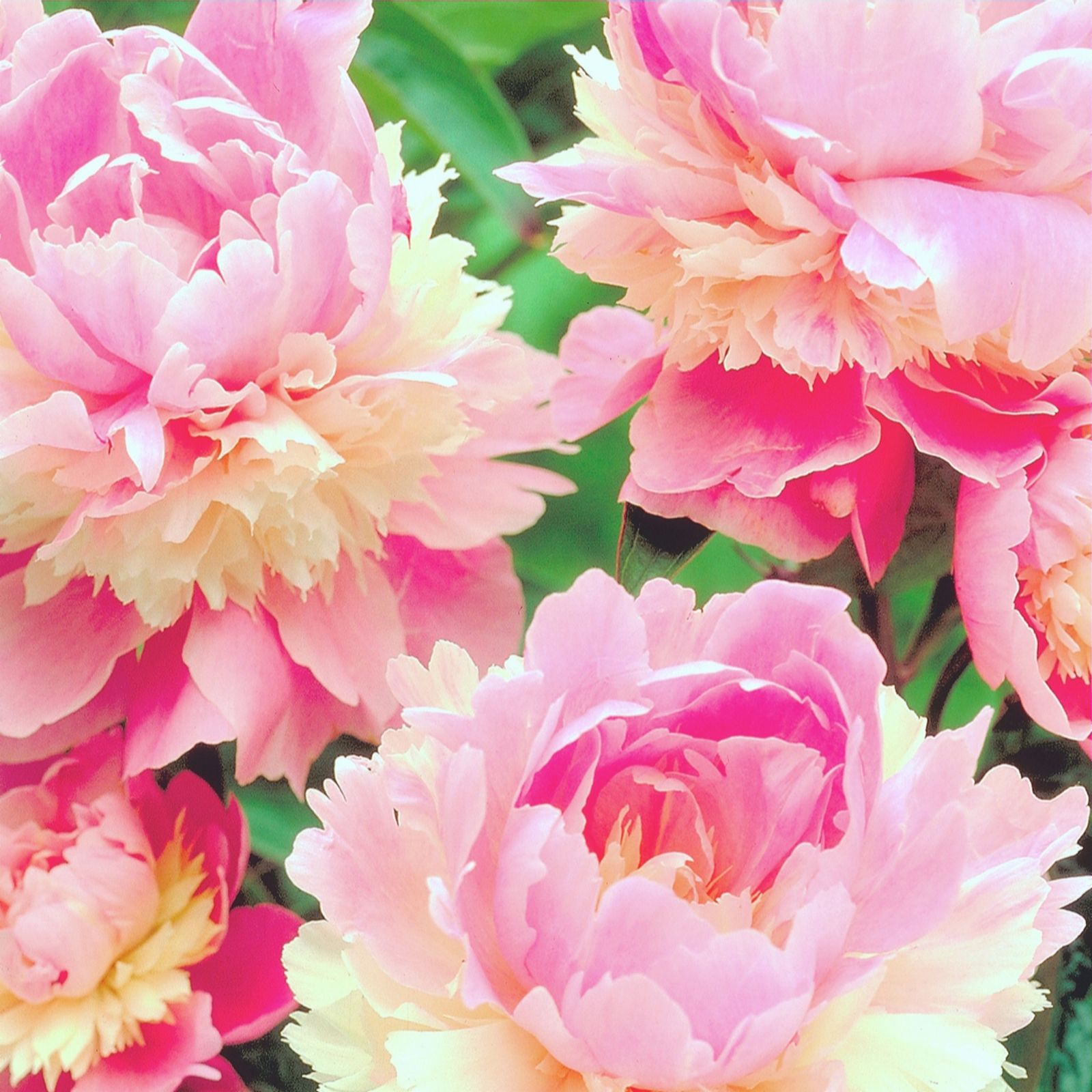 2 x Sumptuous Peony Sorbet Tubers QVC UK