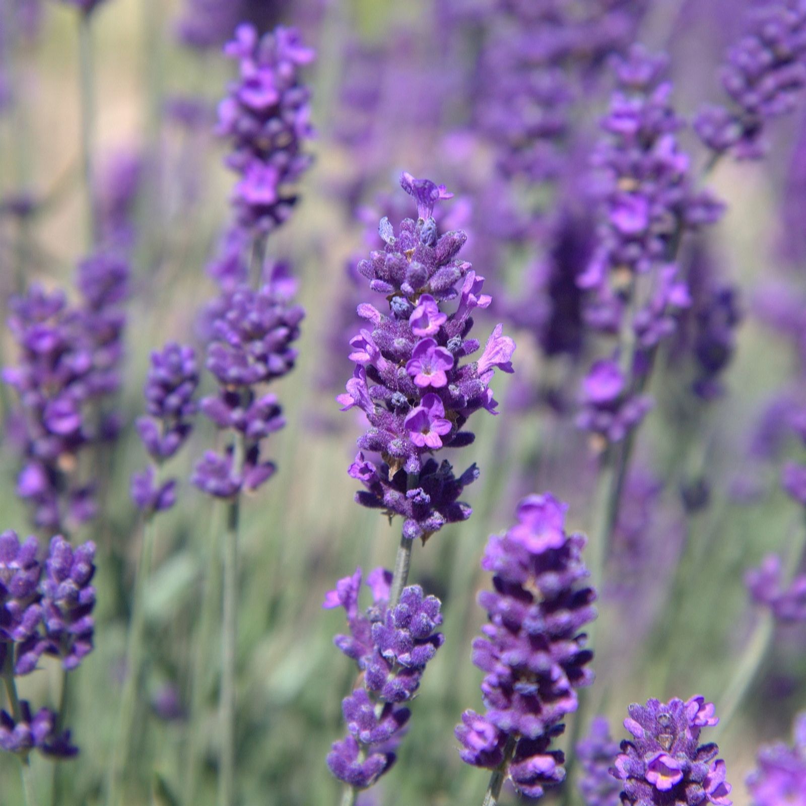 Fairweather's 9 x RHS AGM Lavender Hidcote Plug Plants QVC UK