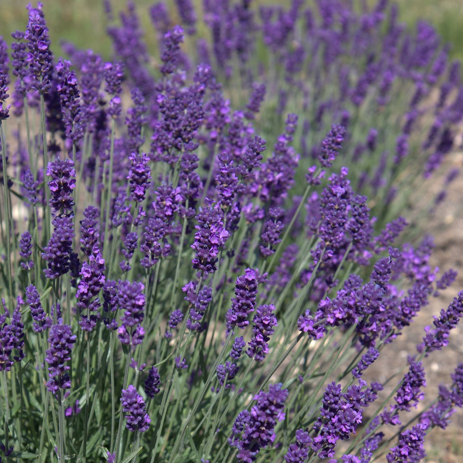 Fairweather's 9 x RHS AGM Lavender Hidcote Plug Plants - QVC UK