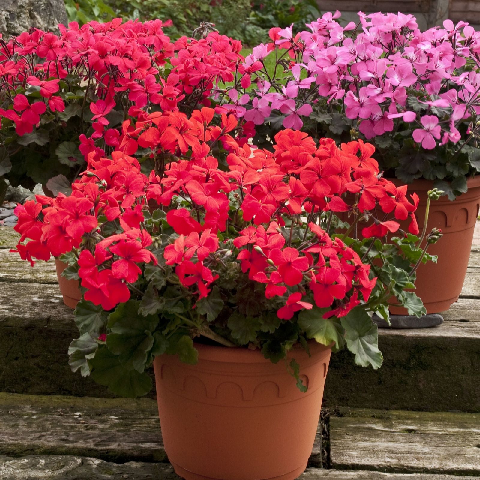 Hayloft 6 x Caliente Geranium Plug Plants Page 1 QVC UK