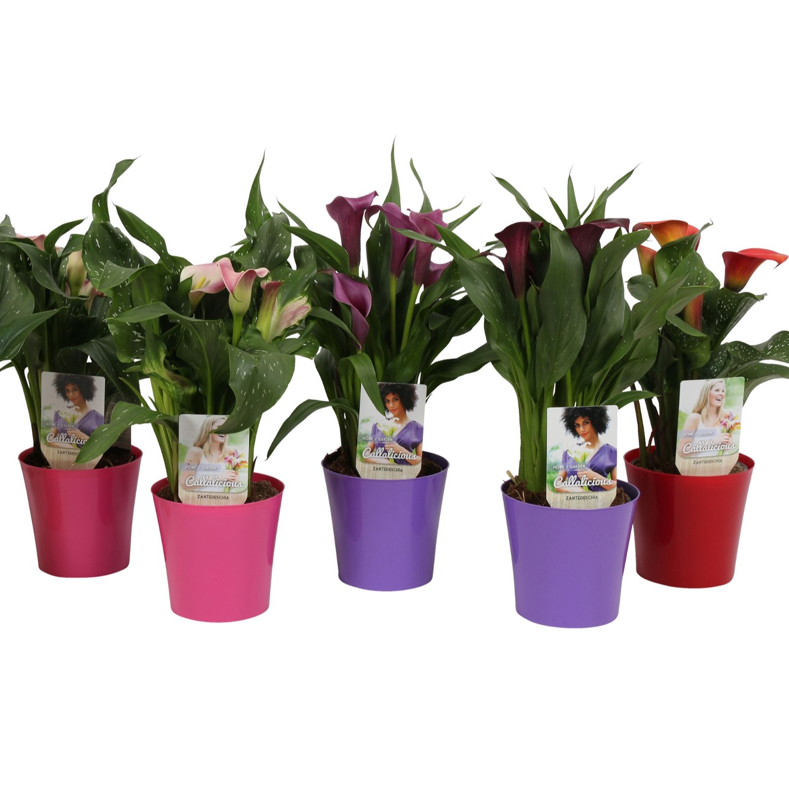 Hayloft Plants Calla Lily with Coloured Pot - QVC UK