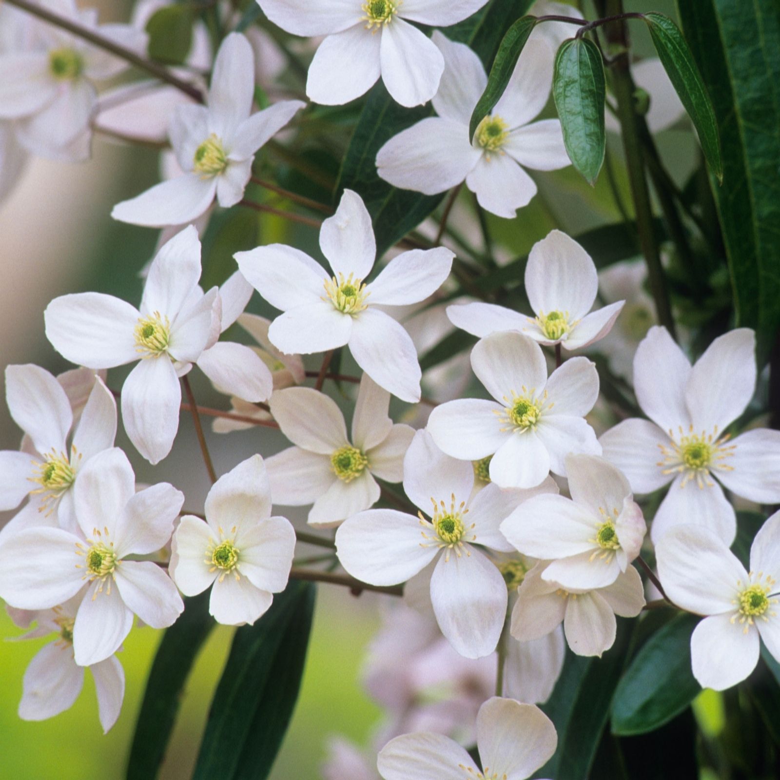 Armandi Jasmine Scented Clematis Plant in 7cm Pot QVC UK