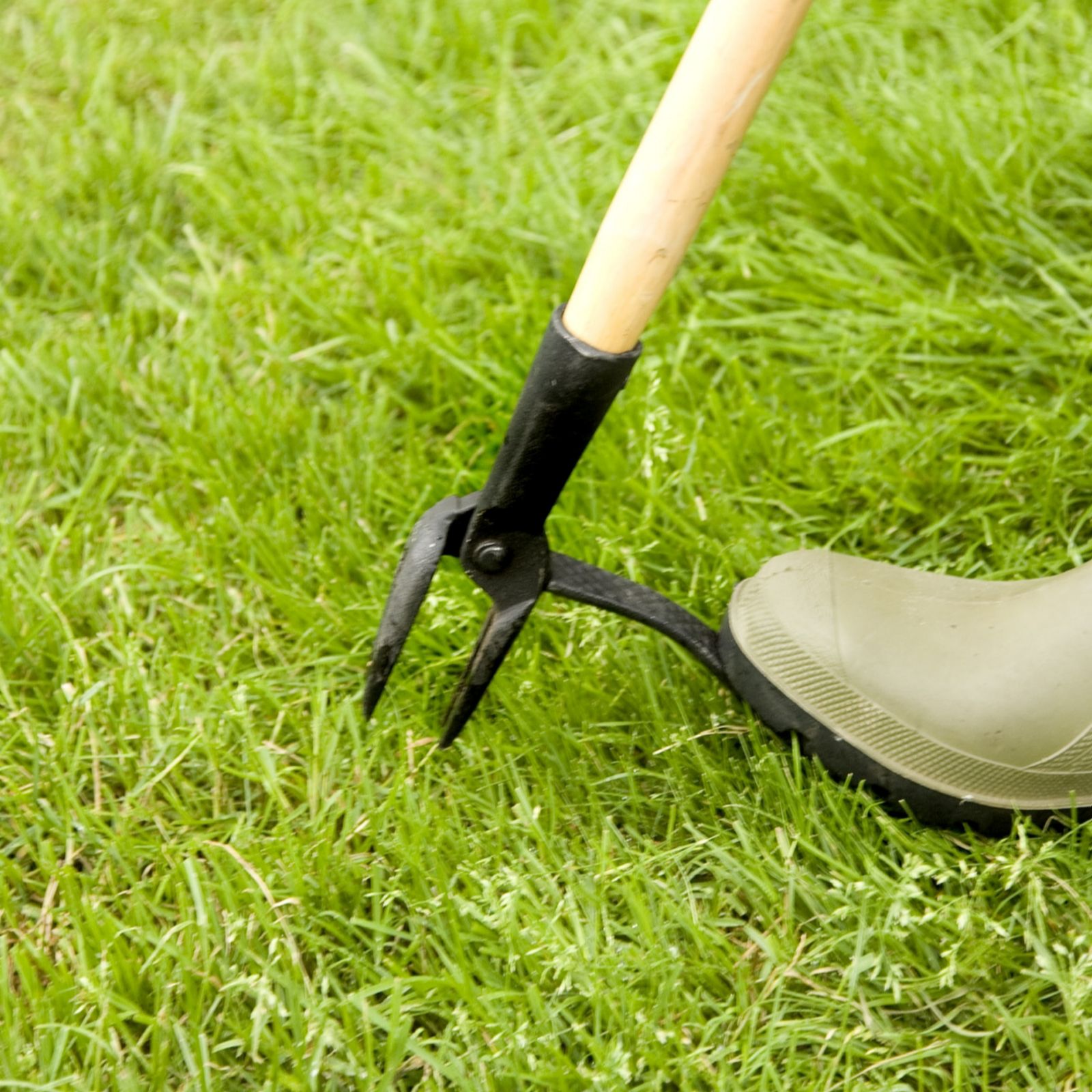 Grampa's Weeder Durable 110cm Lever Design Tool with Wooden Handle QVC UK