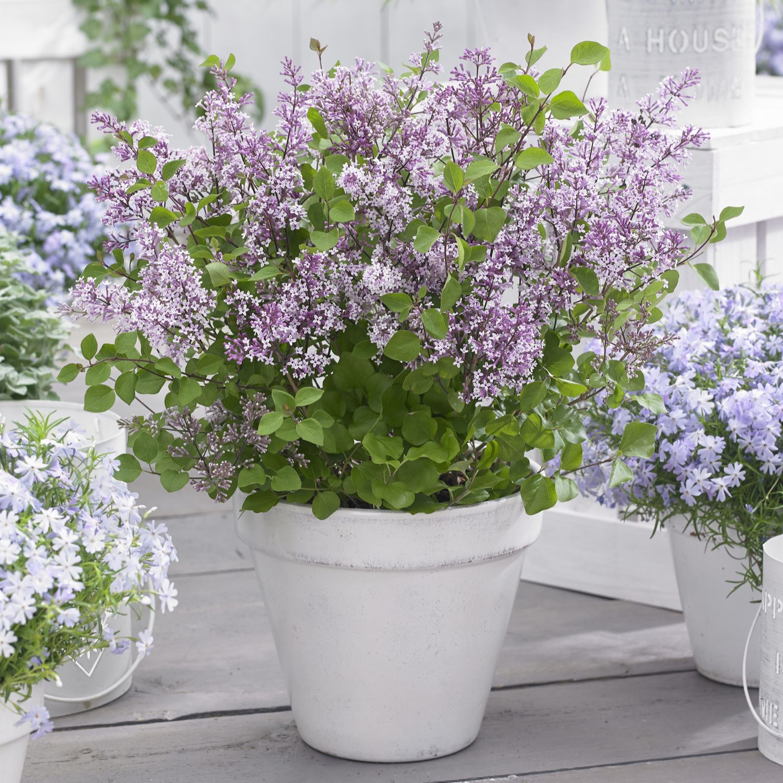 Hayloft Plants 2 x FlowerFesta in 9cm Pots with 2 Planters QVC UK