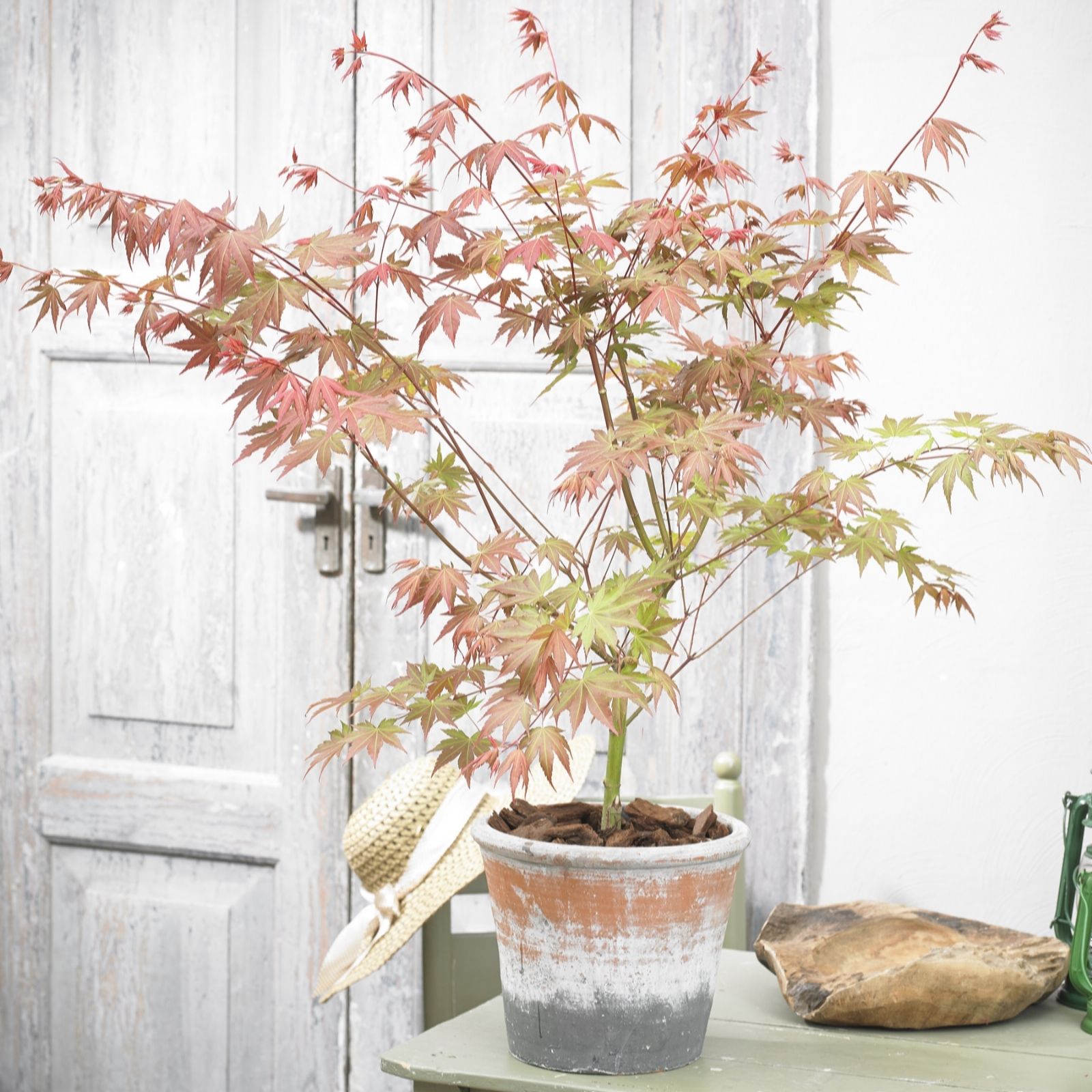 Plants2Gardens 1 x Acer Brown Sugar in 3 Litre Pot - QVC UK