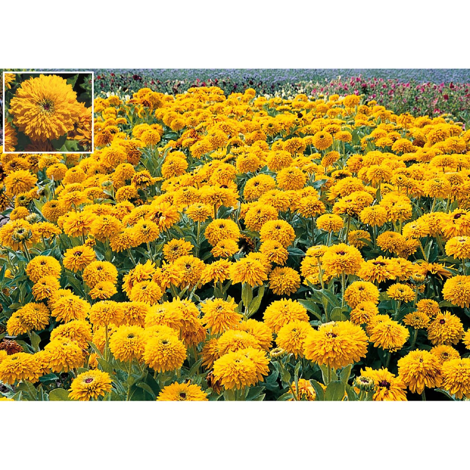 Suttons 30 x Rudbeckia Maya Garden Ready Plants QVC UK