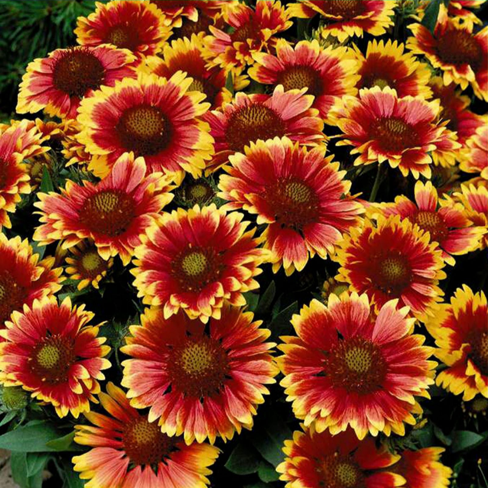 Gaillardia Arizona Sun & Arizona Red 25 Tray Collection QVC UK