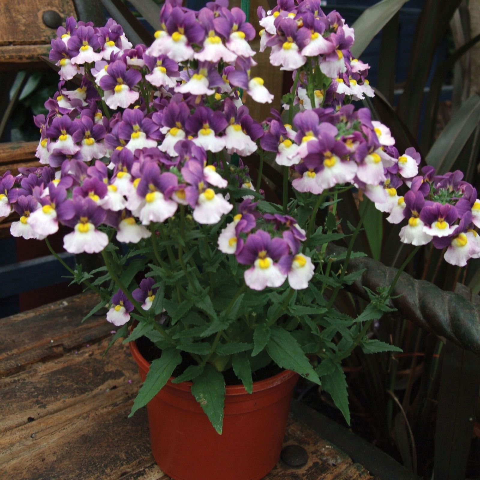 10 x Highly Scented Nemesia Young Plants Collection - QVC UK