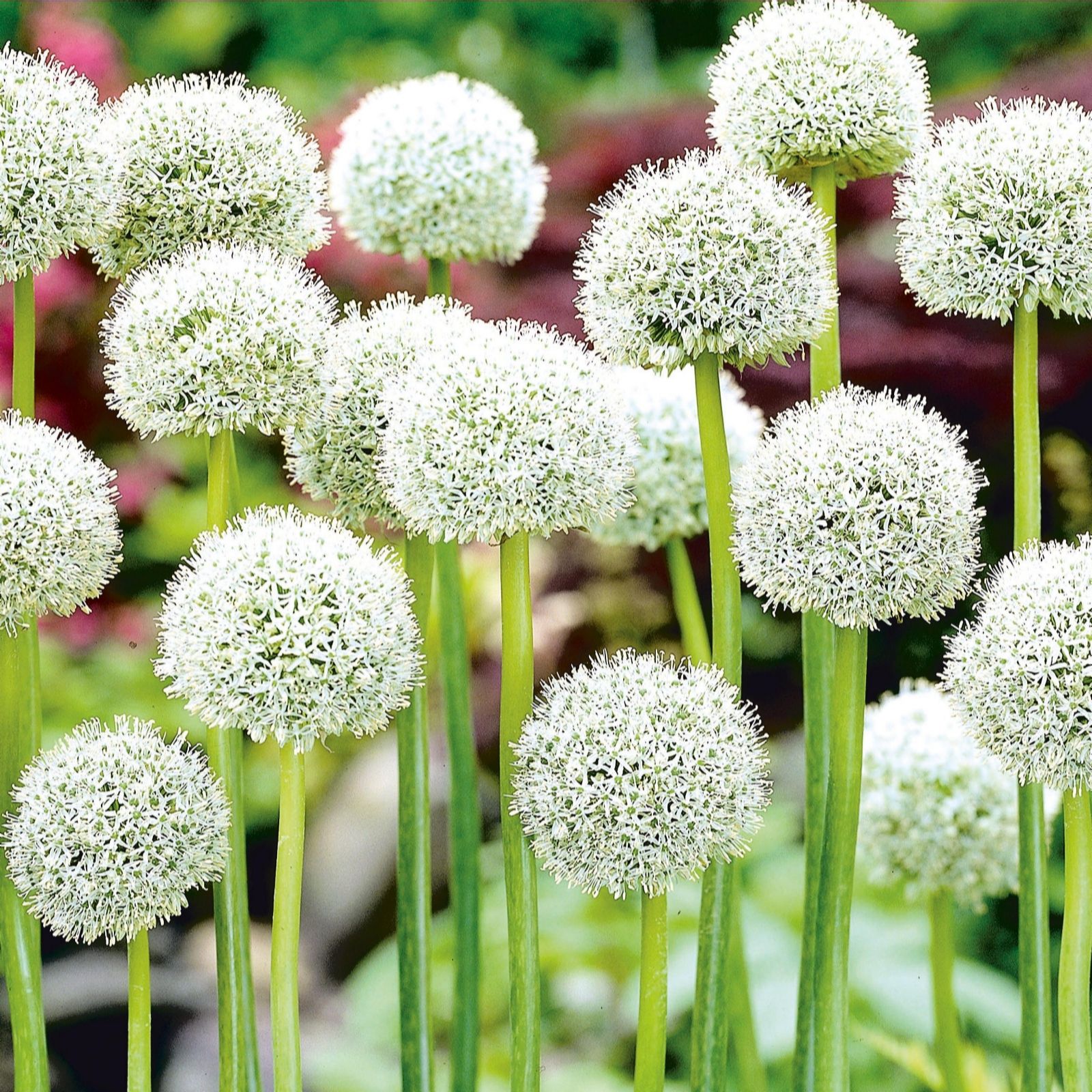 Hayloft 6 x Allium White Giant Bulbs QVC UK