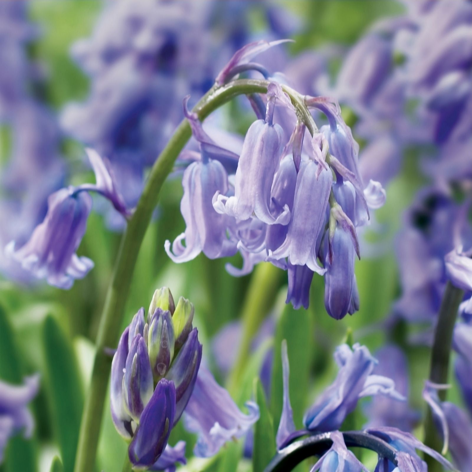 de Jager 20x True English Bluebell Bulbs - QVC UK