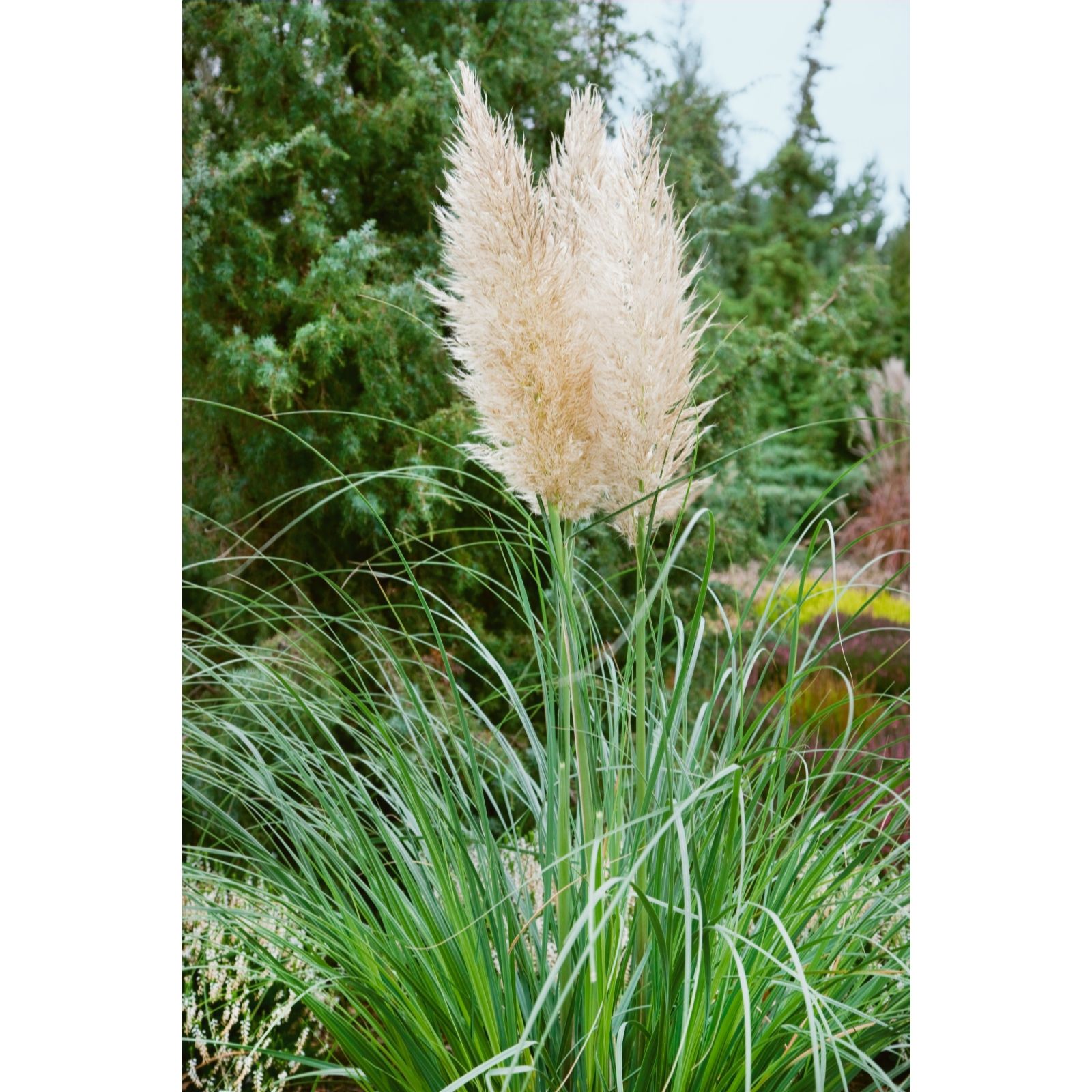 Plants2Gardens Cortaderia Mini Pampas in 2 litre pot QVC UK
