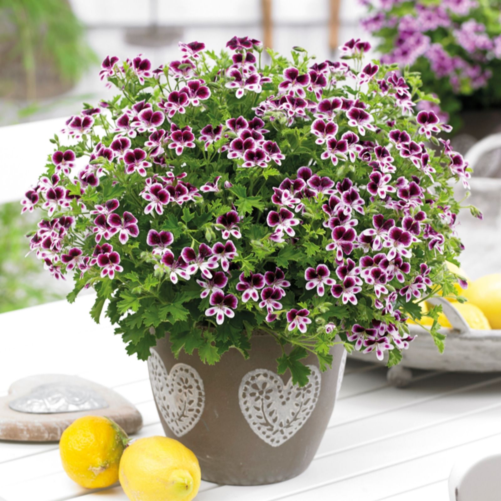 Richard Jackson 3 x LemonScented Geranium 3.8cm Young