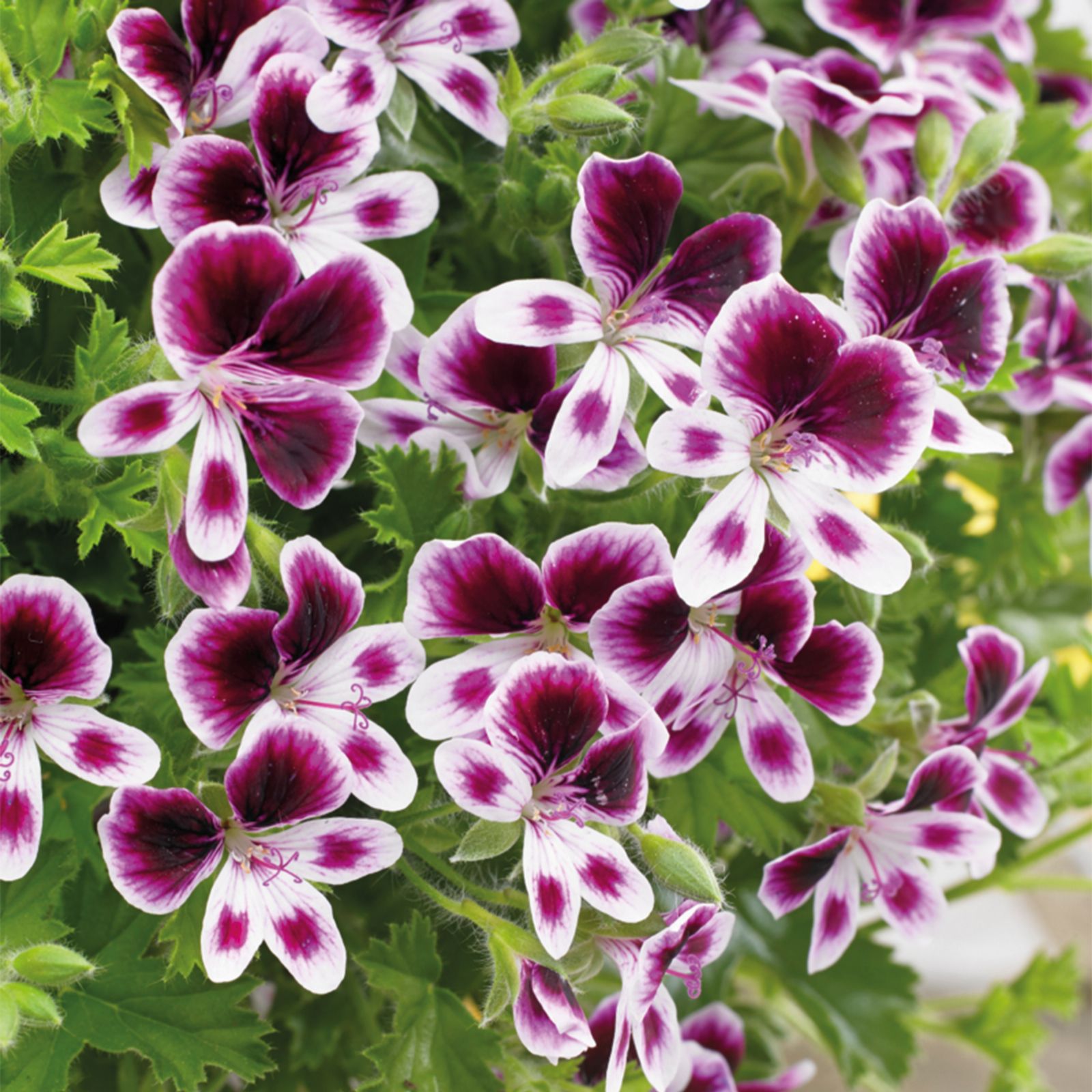 Richard Jackson 3 x LemonScented Geranium 3.8cm Young