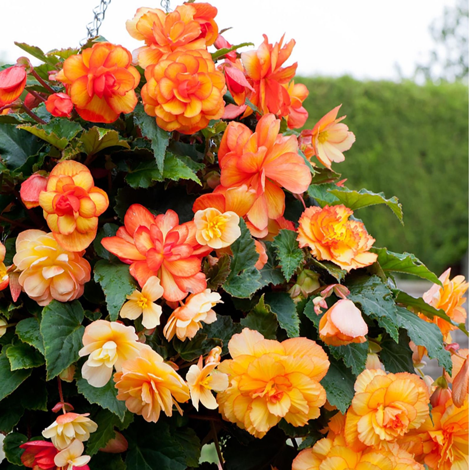 Thompson &amp; 60x Begonia Apricot Shades Garden Ready
