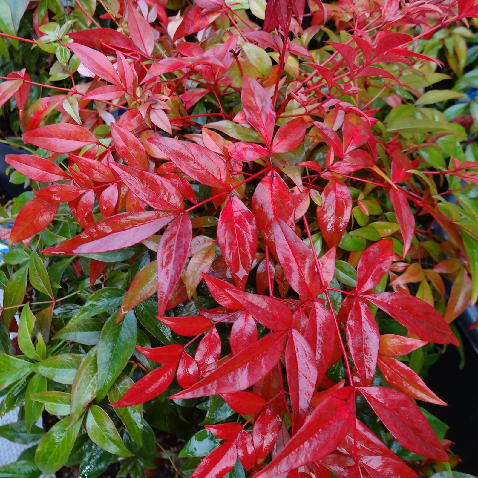 Plants2Gardens Nandina Domestica Shrub in 10 Litre Pot Page 1 QVC UK