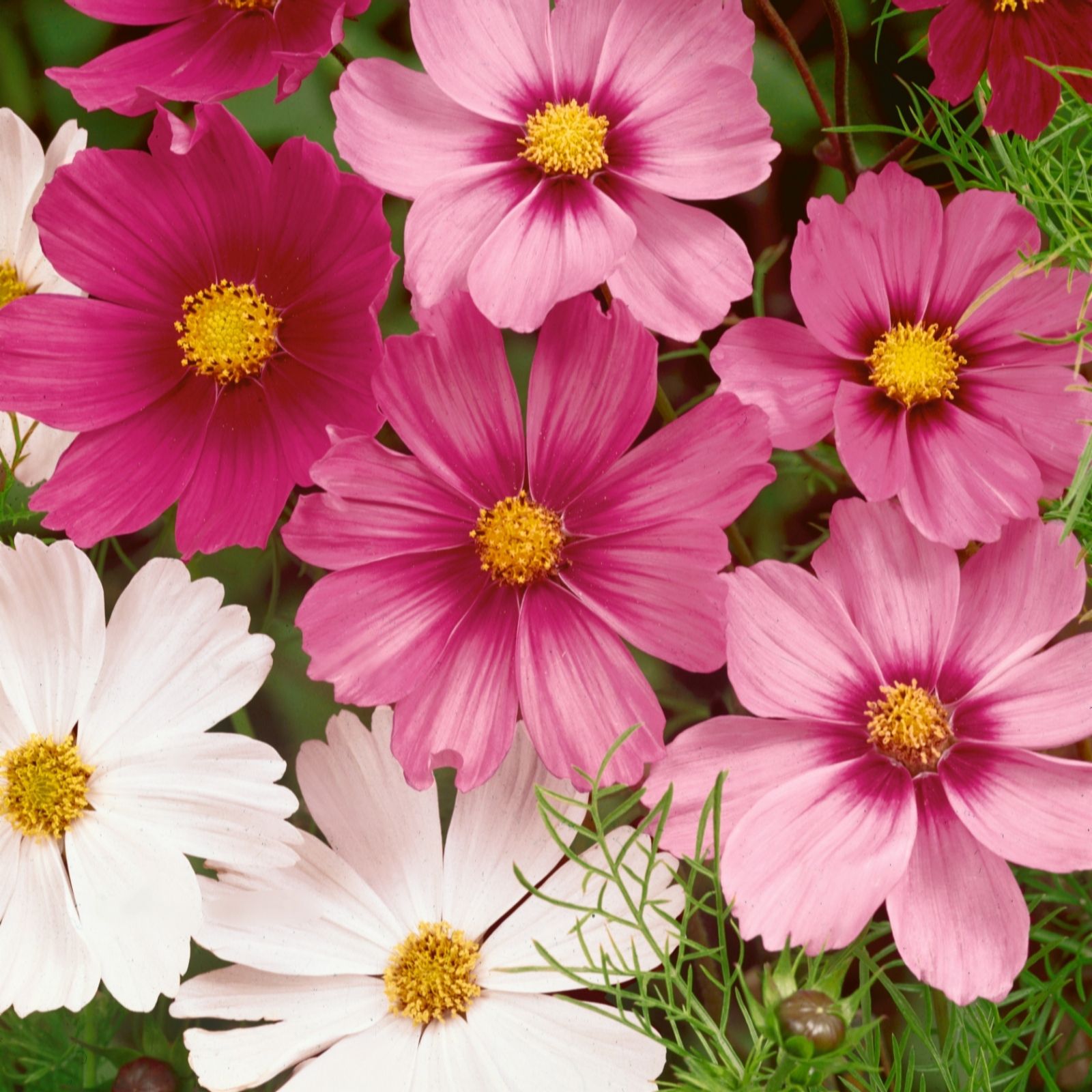 Unwins 30 x Mixed Cosmos Plug Plant Tray QVC UK