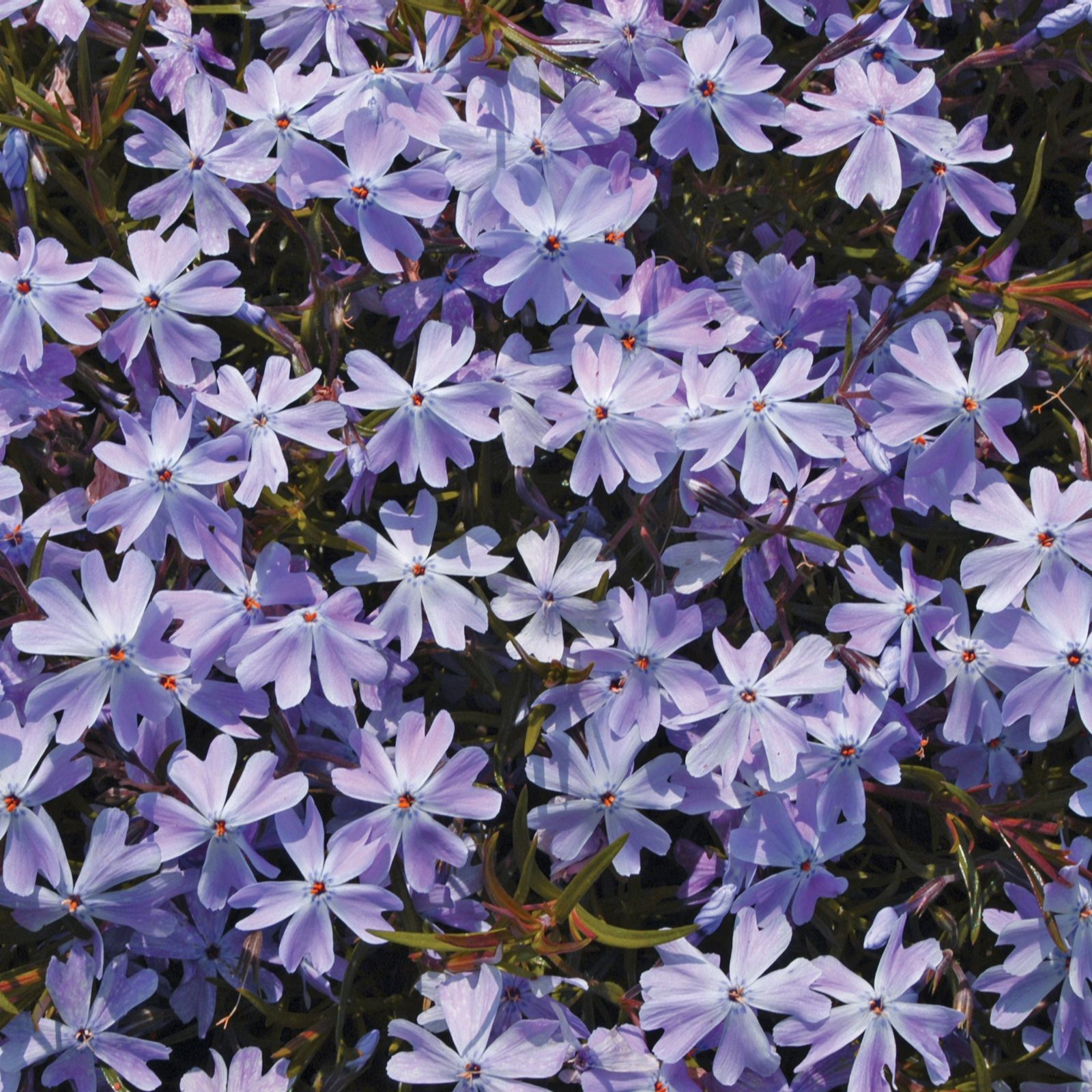 Thompson &amp; 20x Creeping Phlox Young Plants QVC UK