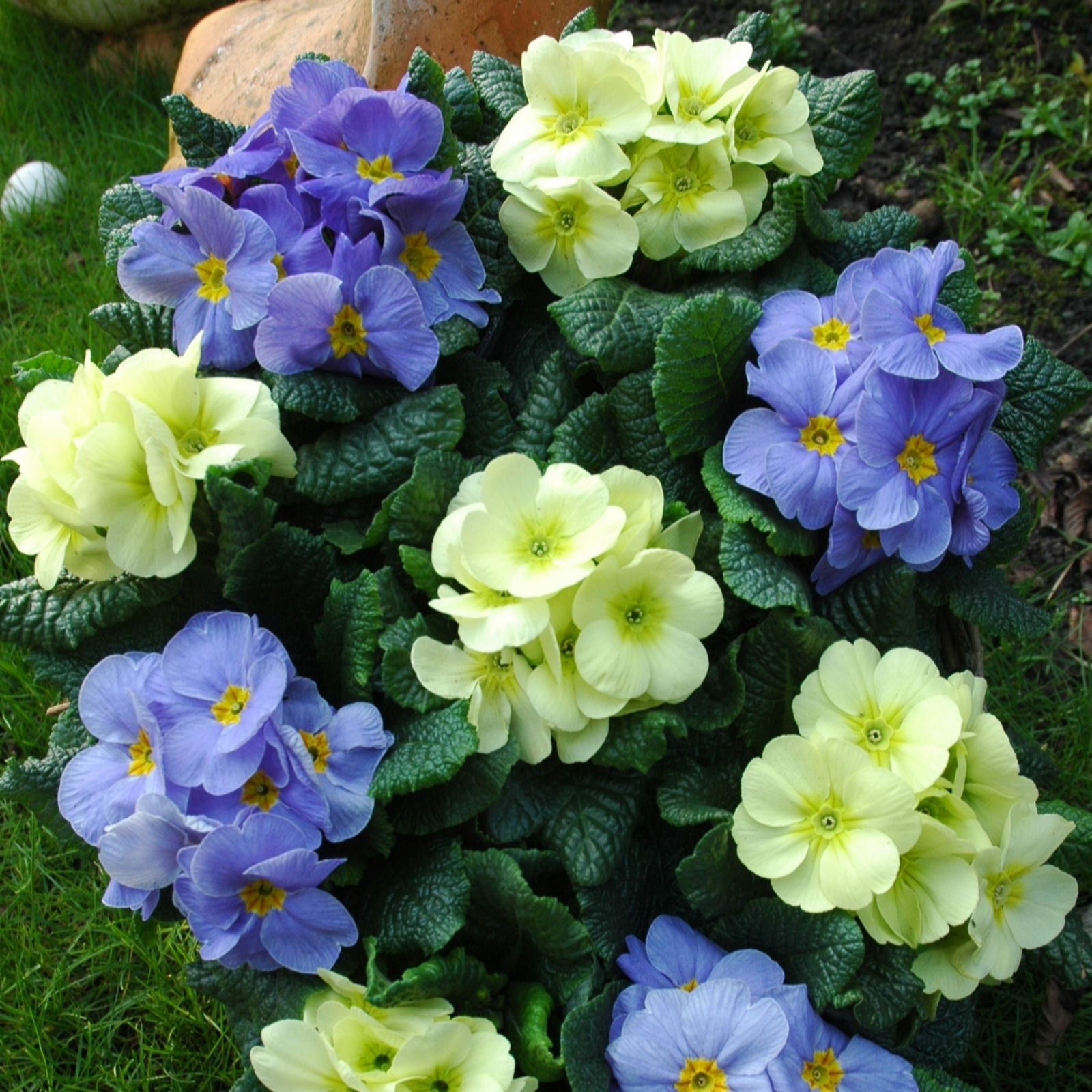 Plants2Gardens 20 x Garden Ready Primrose Vanilla Sky