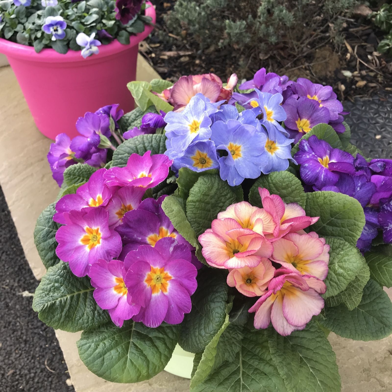 Plants2Gardens 20 x Garden Ready Primrose Provence QVC UK