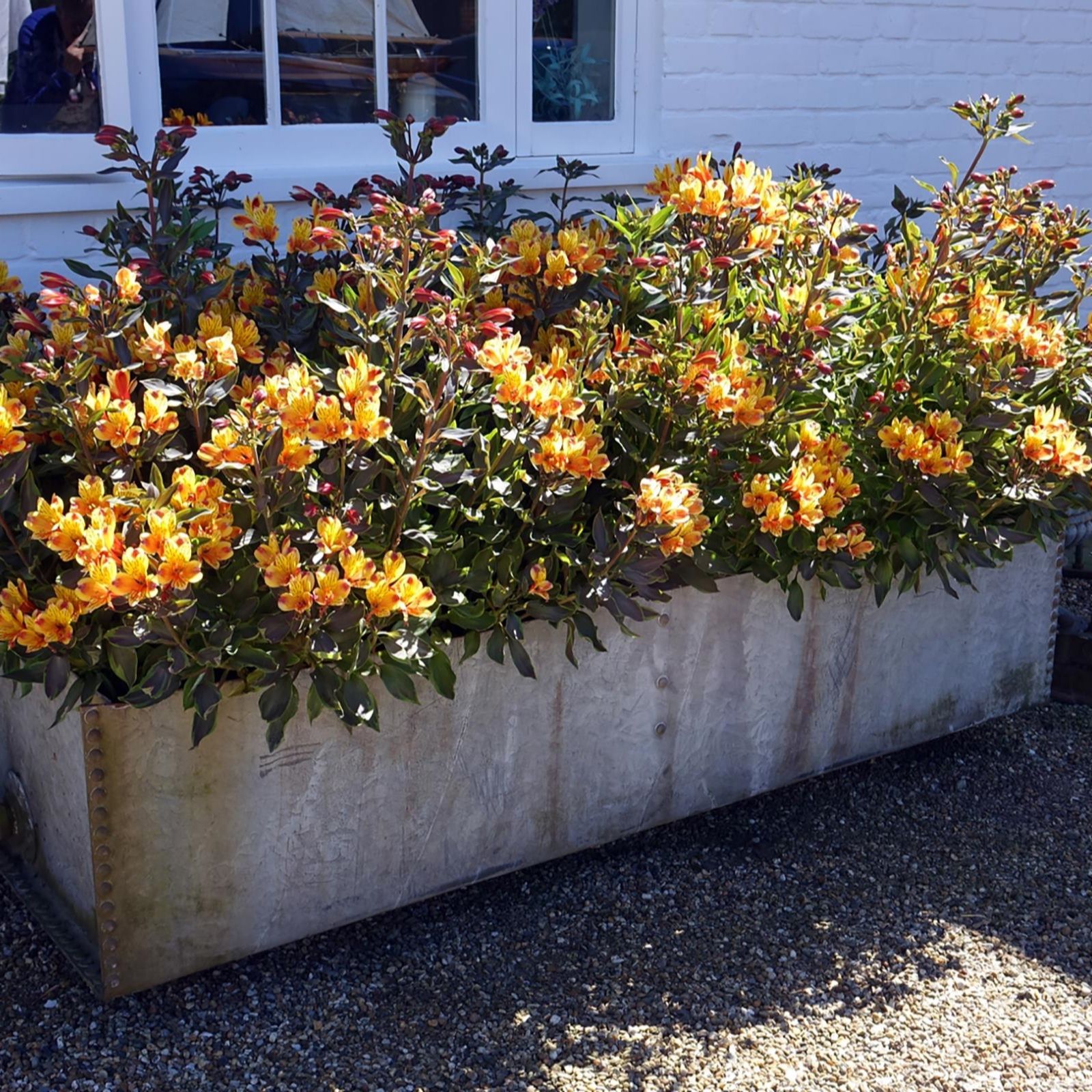 Mont Rose 3 x Alstroemeria Summer Paradise Collection 5cm Jumbo Plants