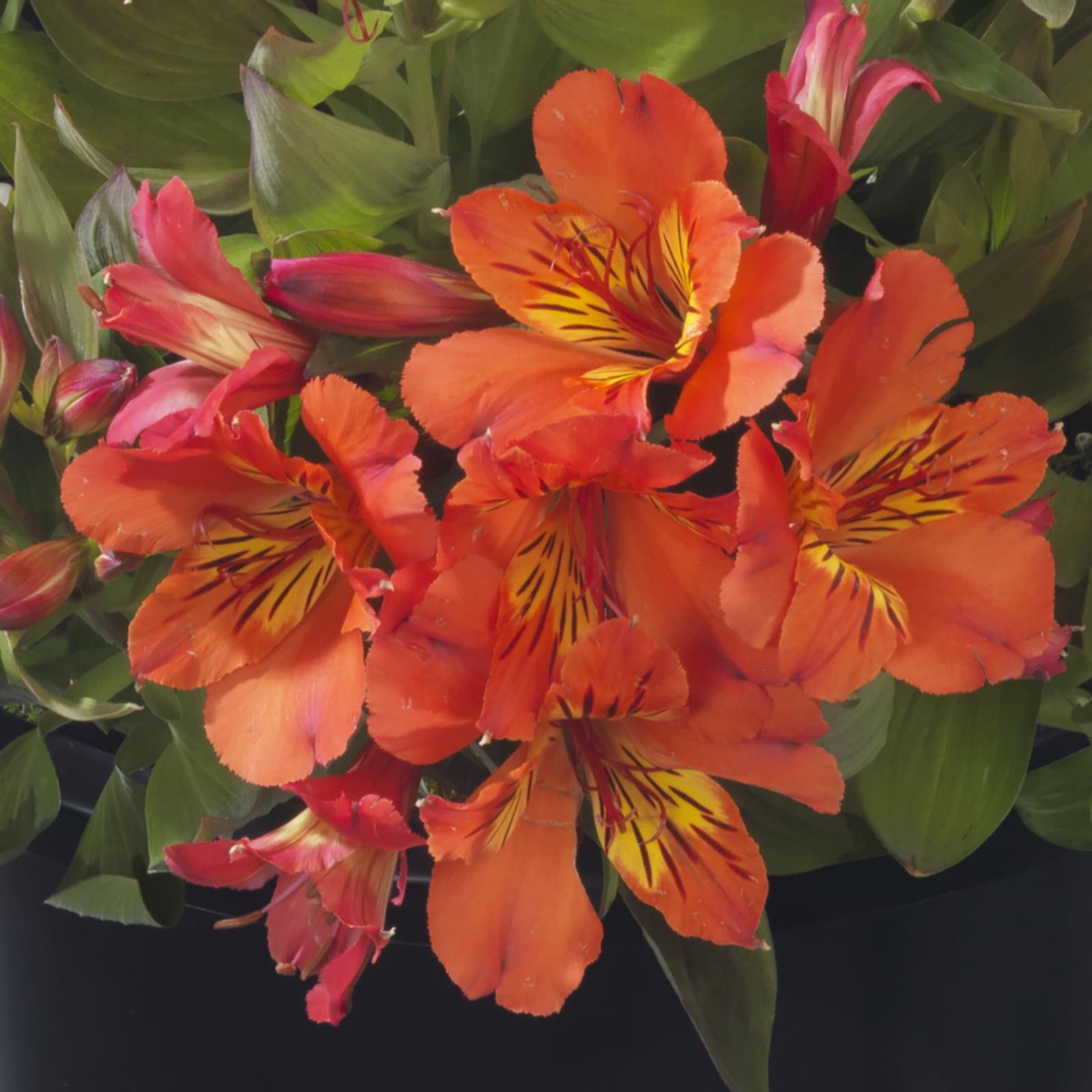 Mont Rose 3 x Alstroemeria Summer Paradise Collection 5cm Jumbo Plants