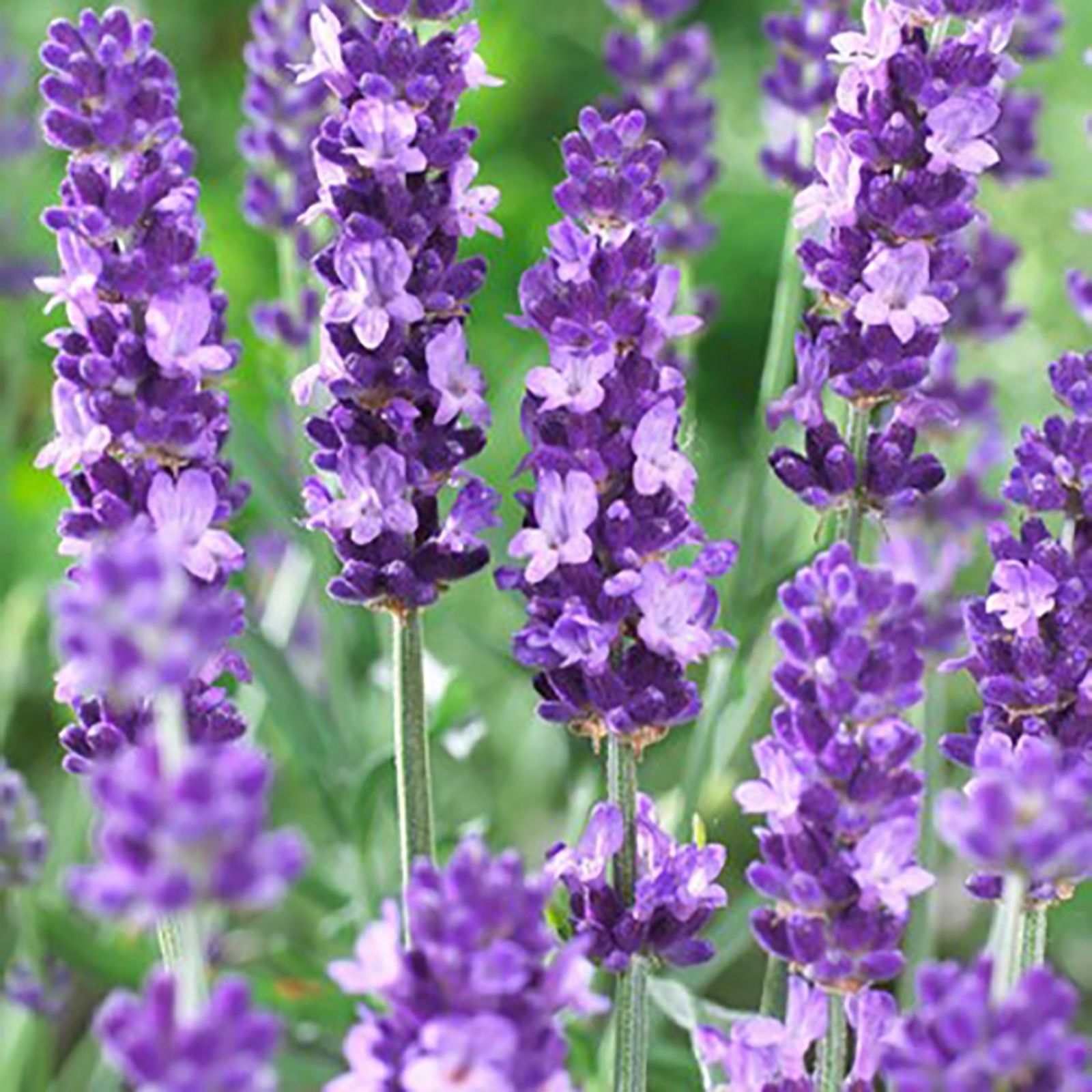 Hayloft Plants 5 x Lavandula Angustifolia Essence Purple 7cm Pots - QVC UK