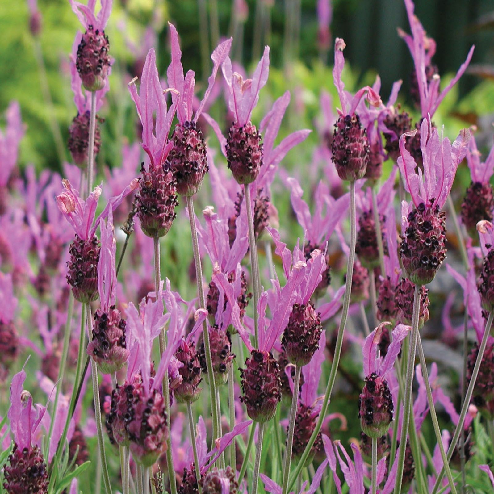 10 x French Lavender Young Plants Collection QVC UK