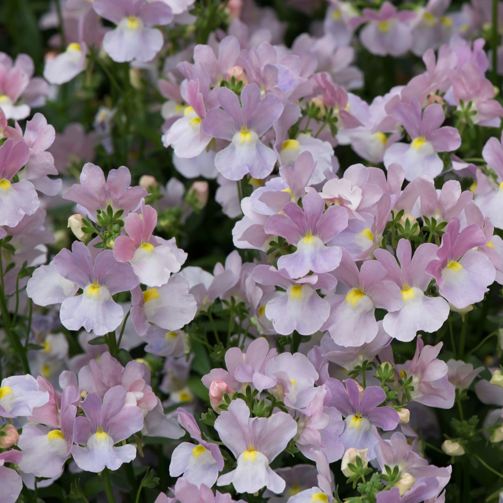 Hayloft Plants 10x Fragrant Nemesia 3cm Young Plants - QVC UK