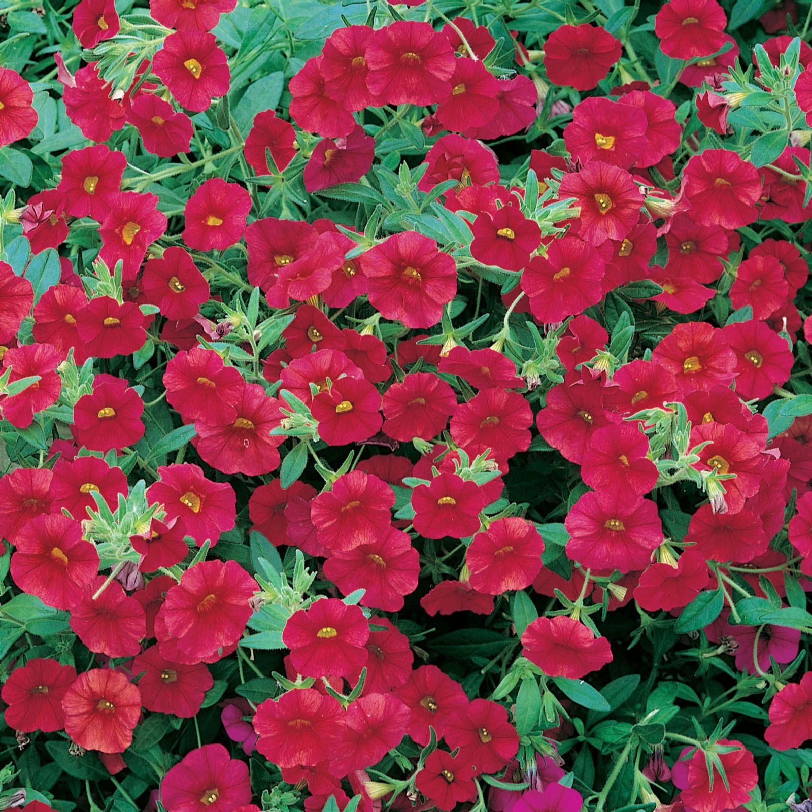 10 x Million Bells Trailing Calibrachoa Young Plants QVC UK