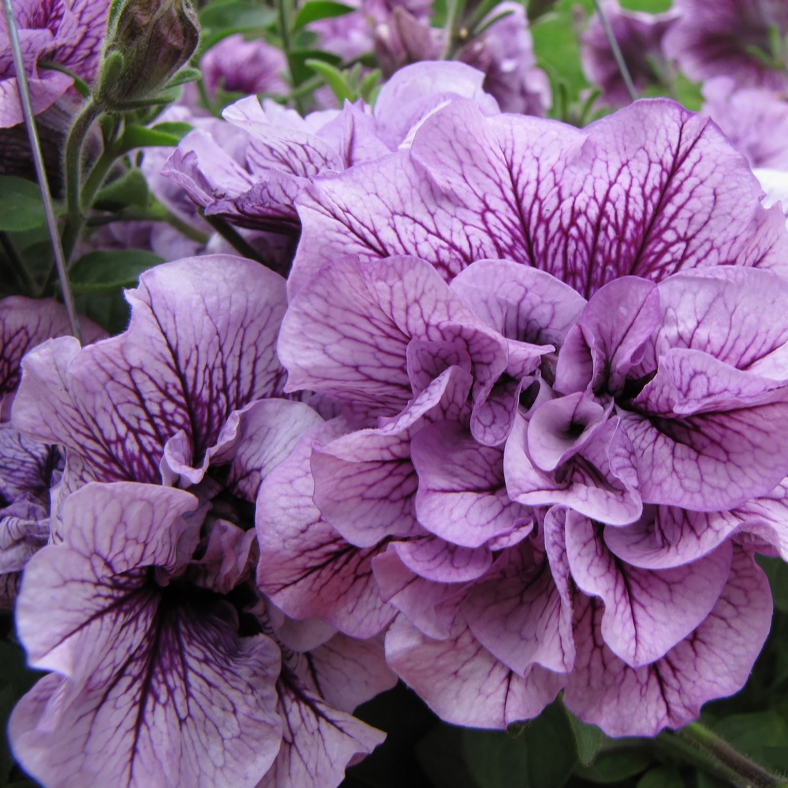 Mont Rose 10 x Petunia Tumbelina Priscilla Young Plants QVC UK