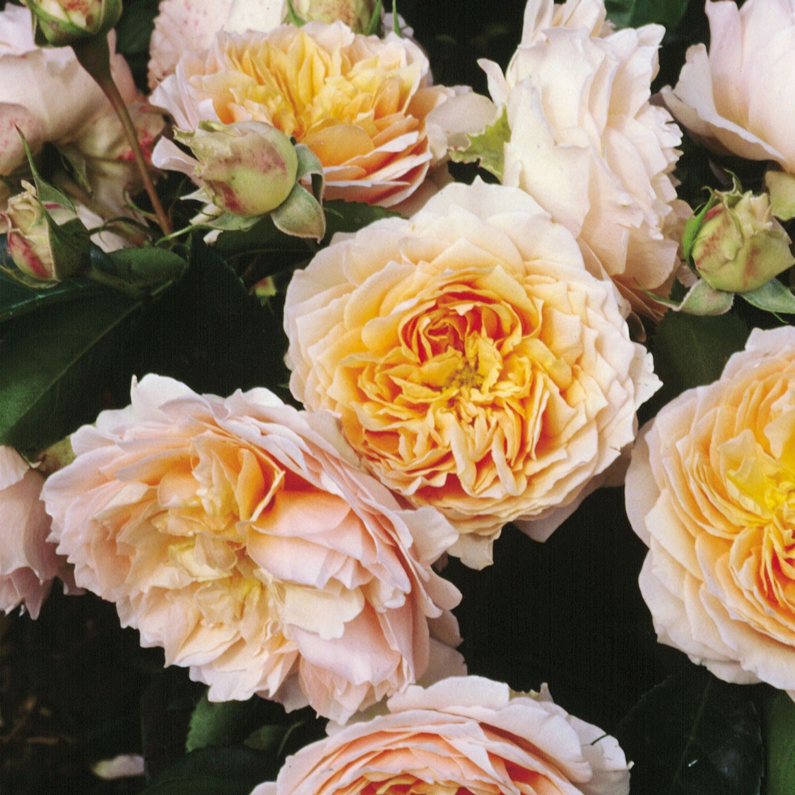 Climbing Rose Ginger Syllabub Plant QVC UK