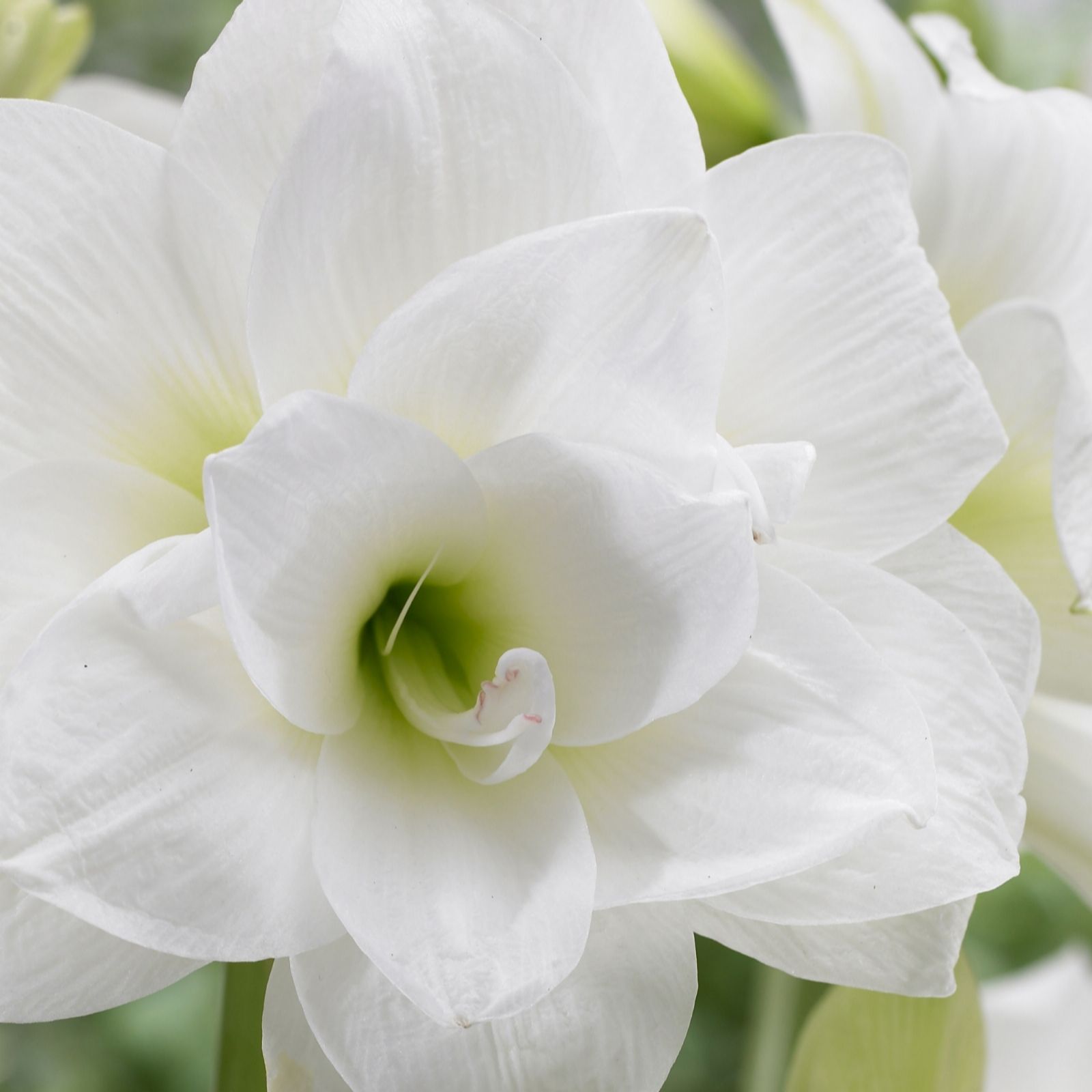 3 x Sonatini Hardy Amaryllis Large Bulbs QVC UK