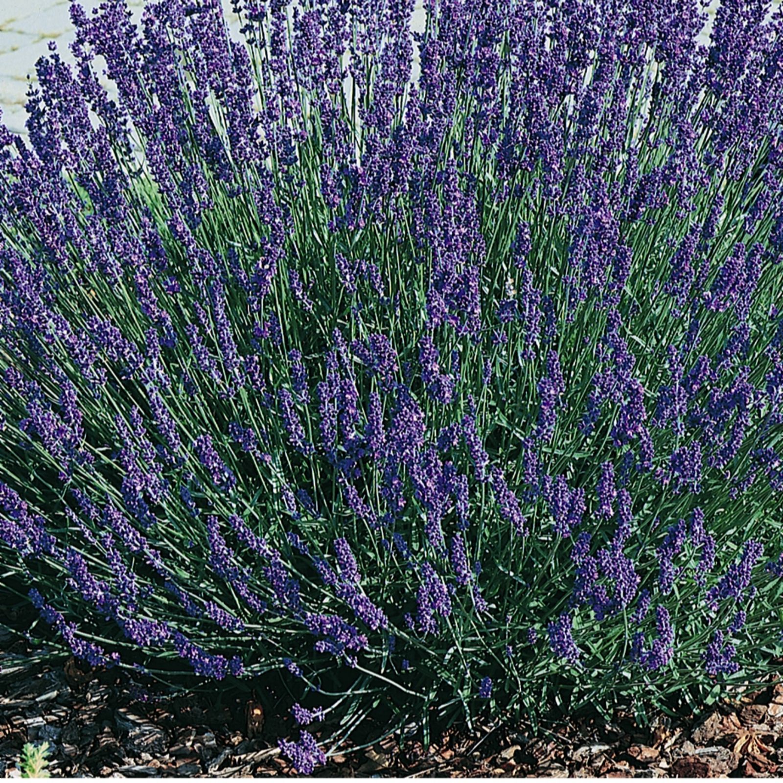 10 x English Lavender Young Plants Collection QVC UK