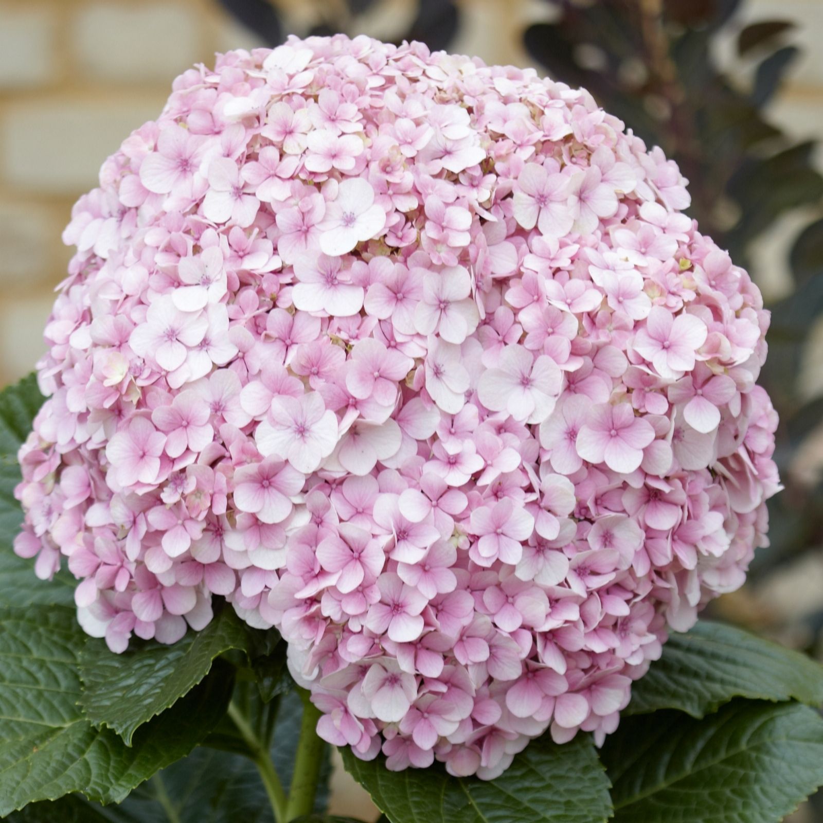 Thompson & Morgan Giant Hydrangea 10.5cm Pot Plant & 100g Colourant ...