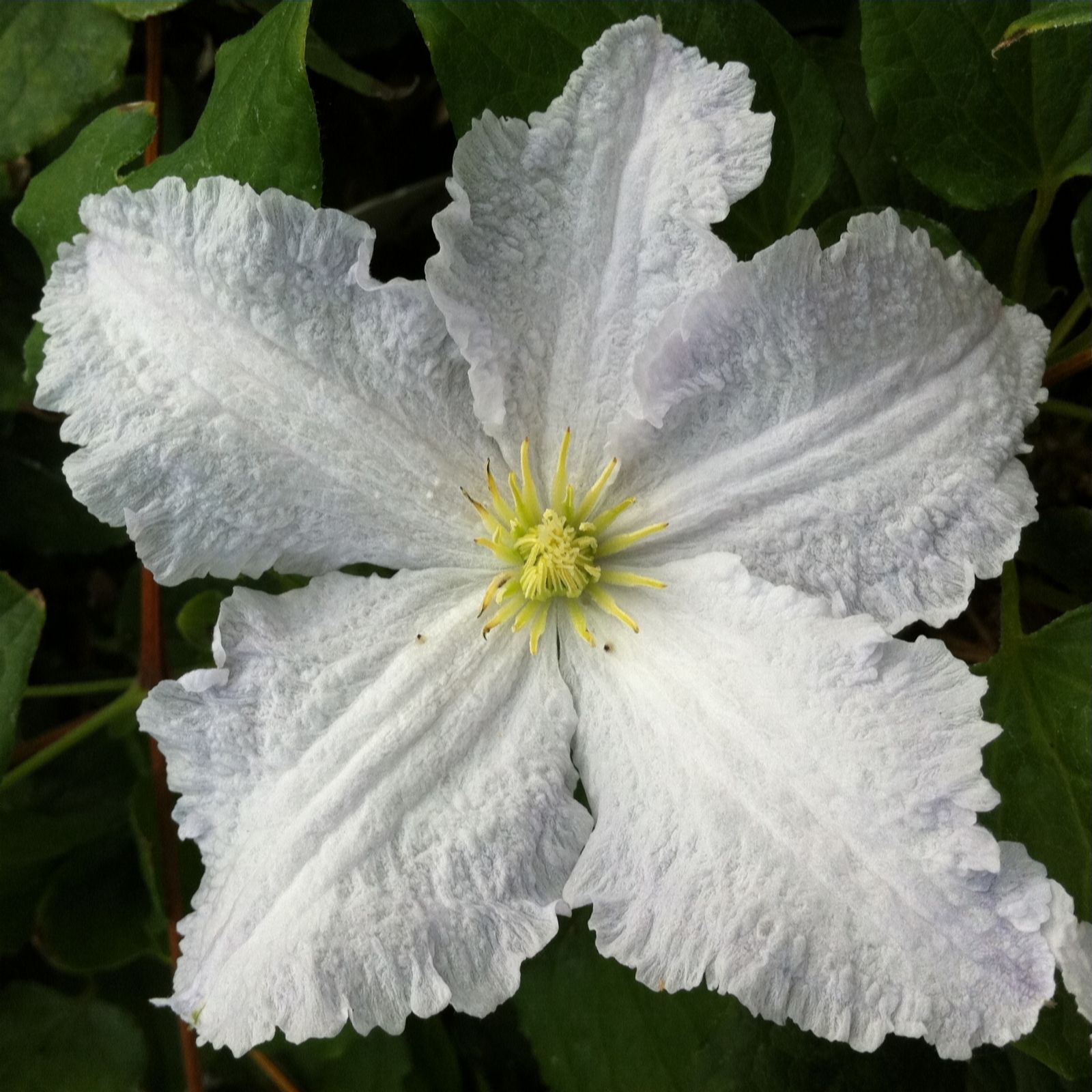 Hayloft 7cm Clematis Prince George Pot Plant - QVC UK