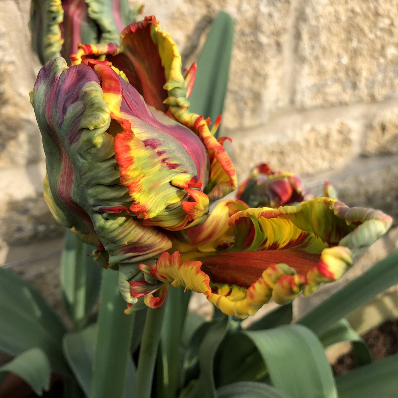 Hayloft Plants 12 x Rainbow Parrot Tulip Bulbs QVC UK