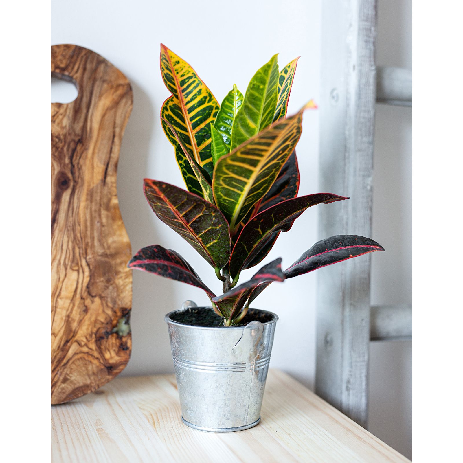 Hayloft Plants Croton Mixed Plant Collection With