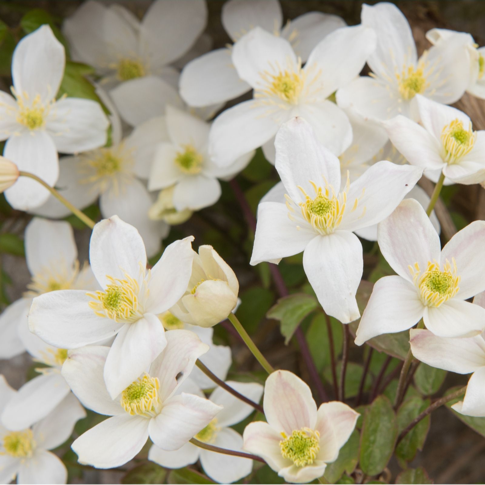 Hayloft Plants Hayloft 2 X 2 Litre Clematis Montana With 90Cm Canes