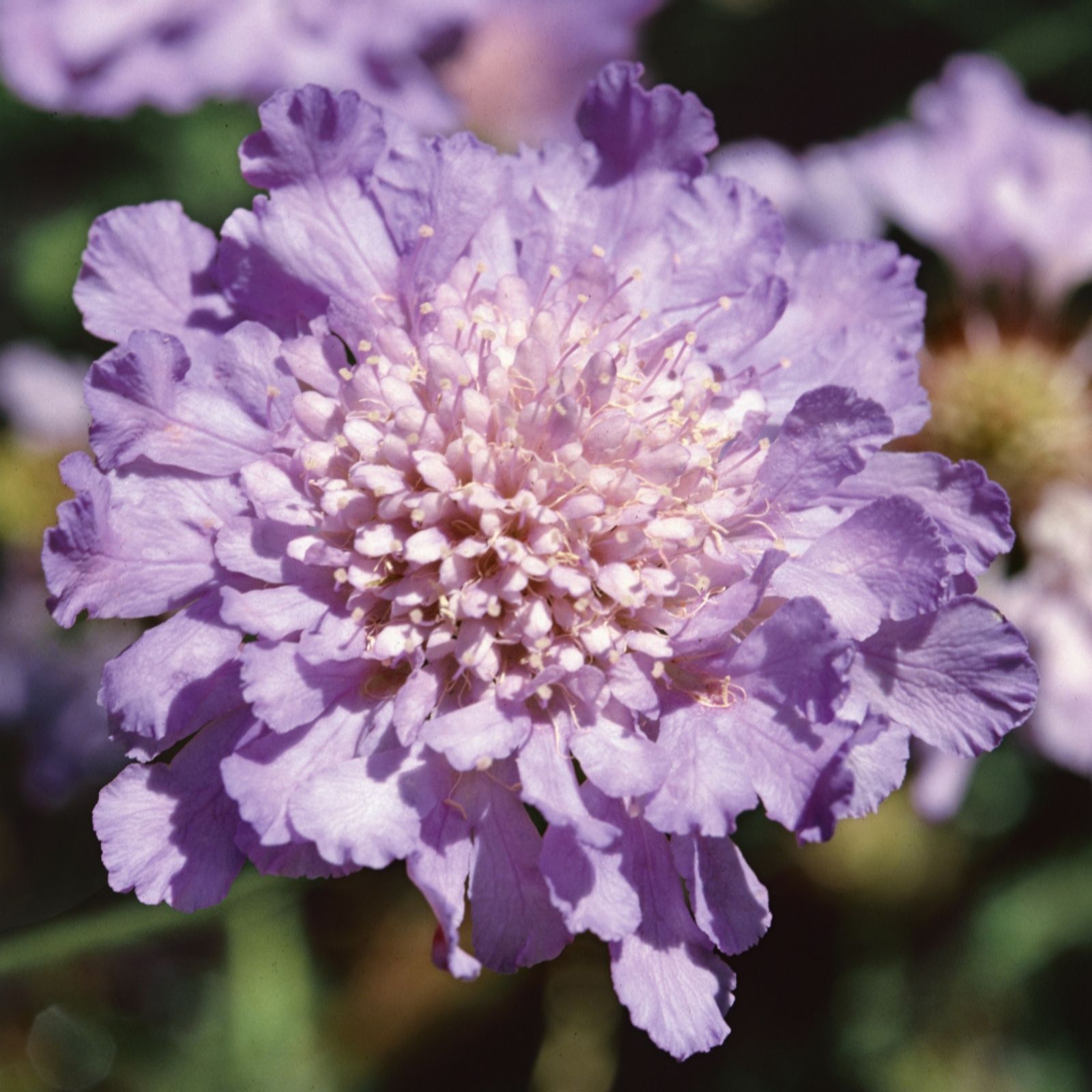 Plants 2 Gardens Blue Plants2gardens 3X Scabious Butterfly In 2 Litre Pots
