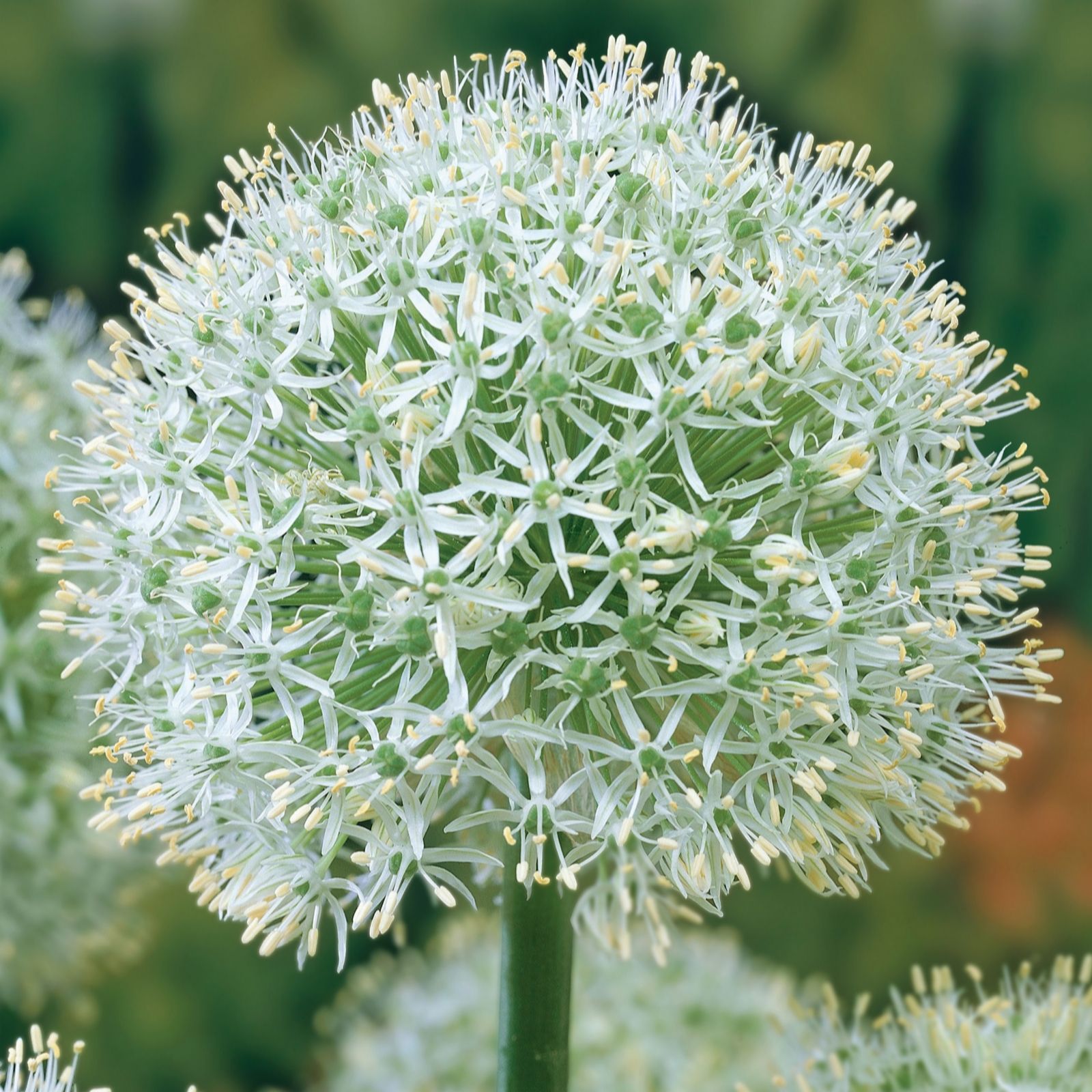 De Jager Purple/White/Blue 24 X Stunning Rhs Agm Alliums