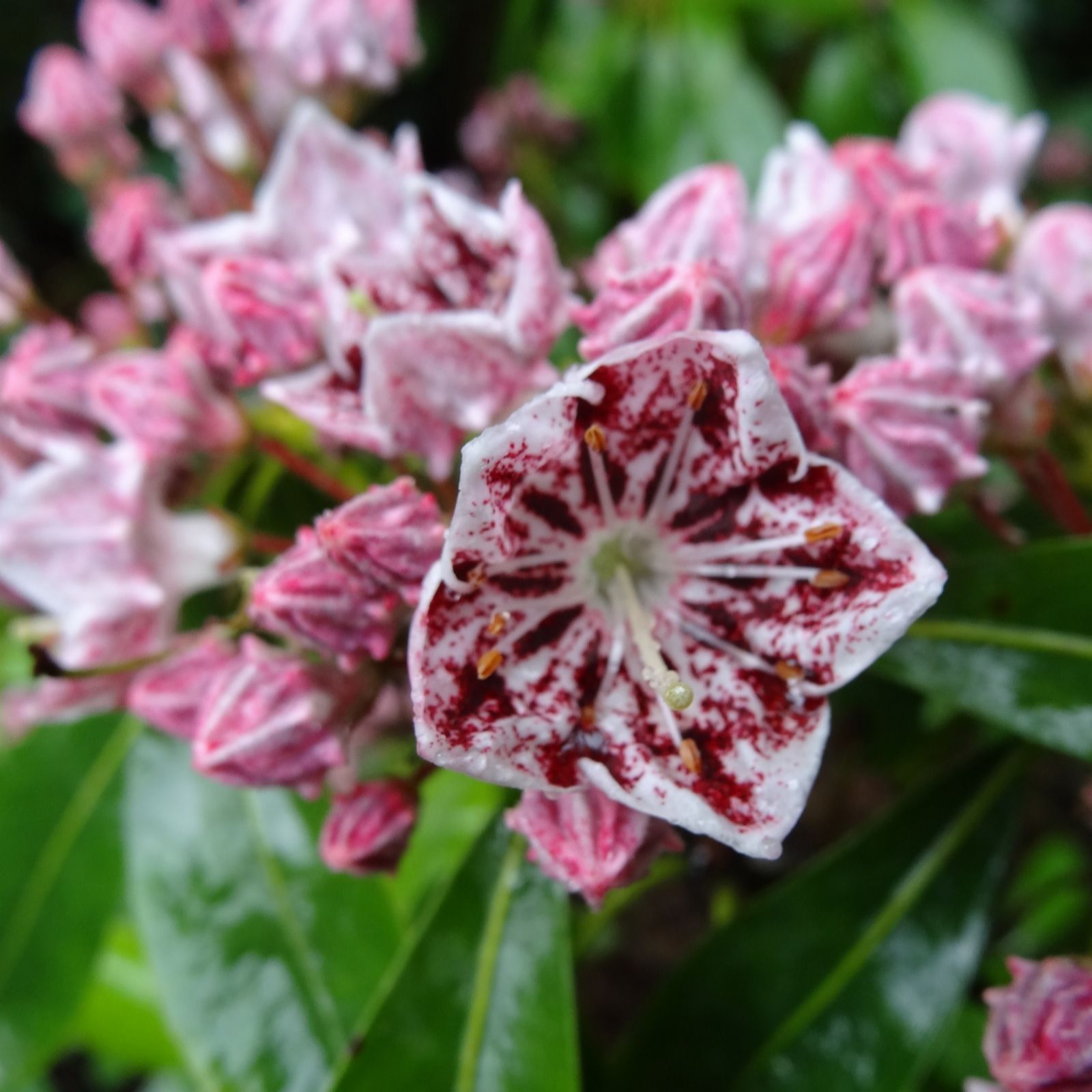 Plants 2 Gardens Dark/Pink Plants2gardens Kalmia Ginkona In 4 Litre Pot