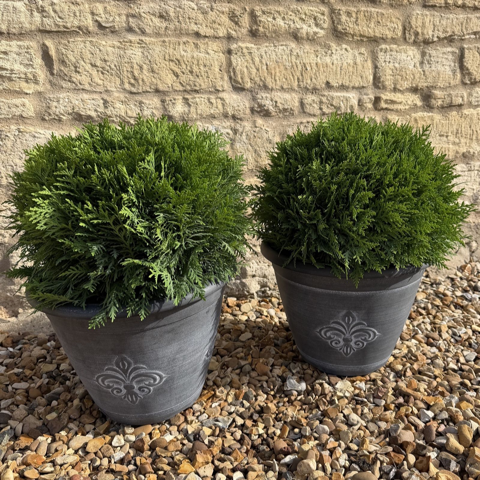 Plants2Gardens Set of 2 Thuja Little Giant with Fleur De Lys Planters