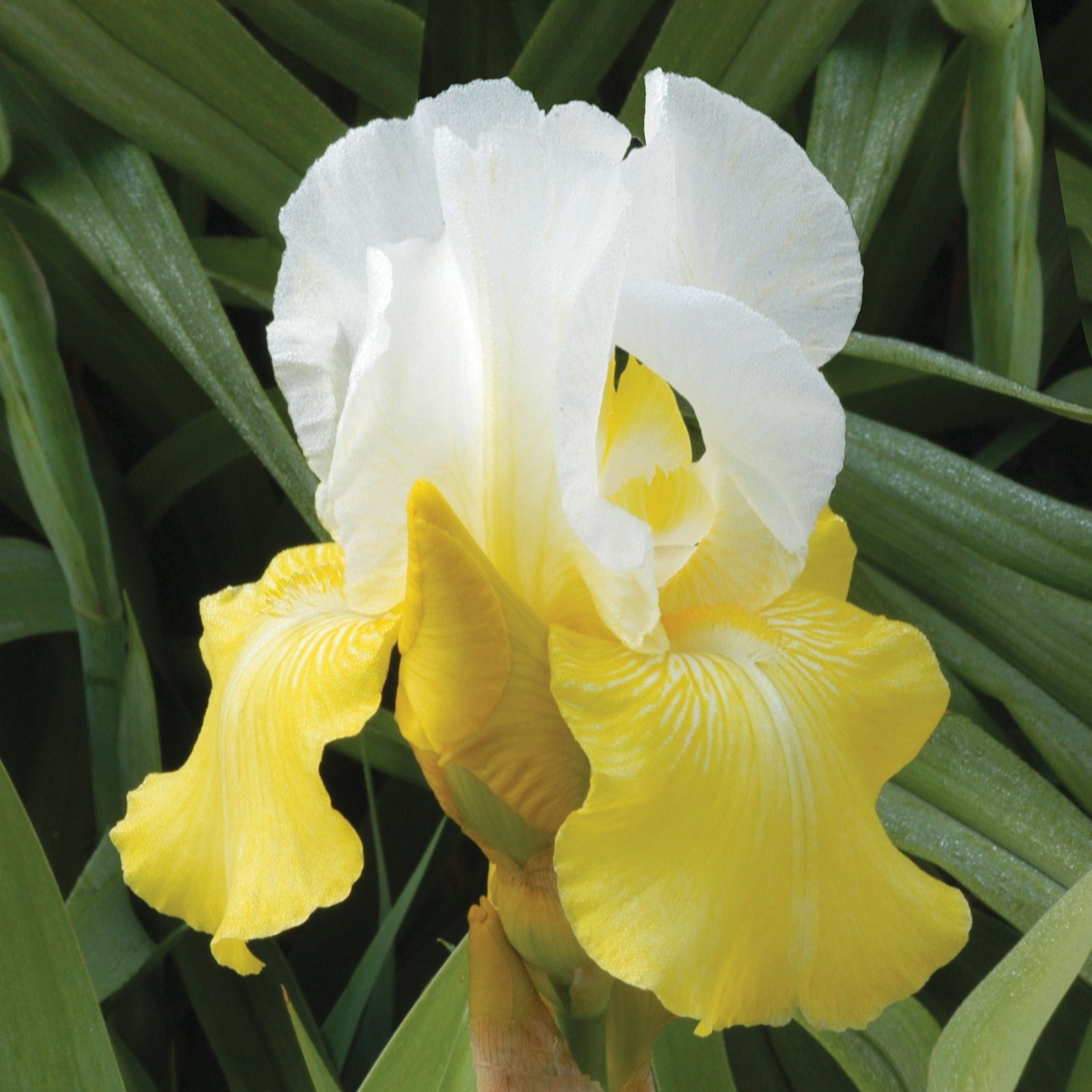 De Jager Yellow/White/Light Stunning Scented Bearded Iris X 3