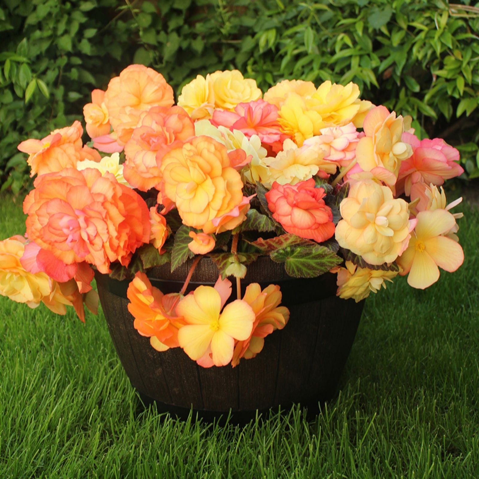 Yougarden Amber Begonia Delight Plugs X12