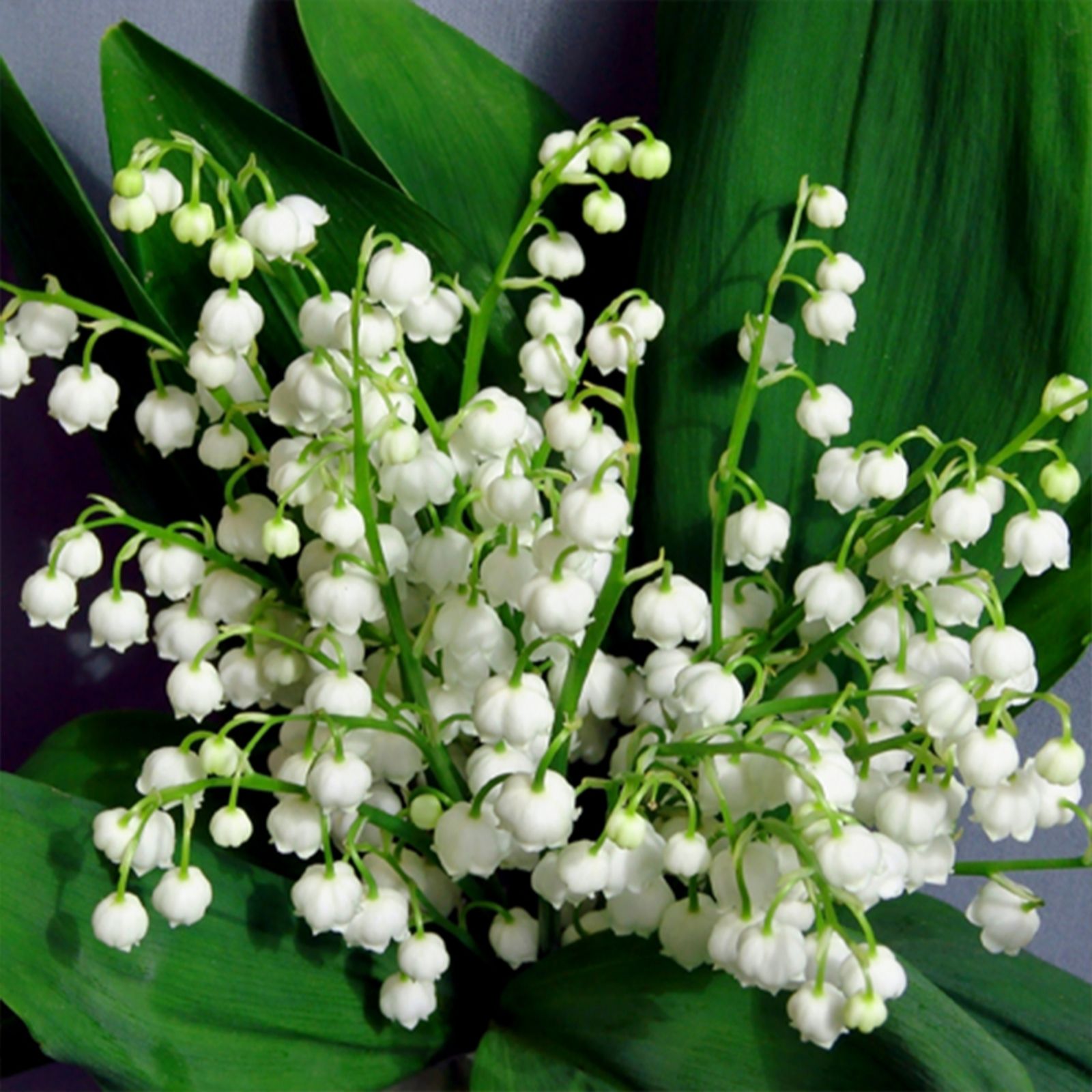 Yougarden White Lily Of The Valley 9Cm Pots X3