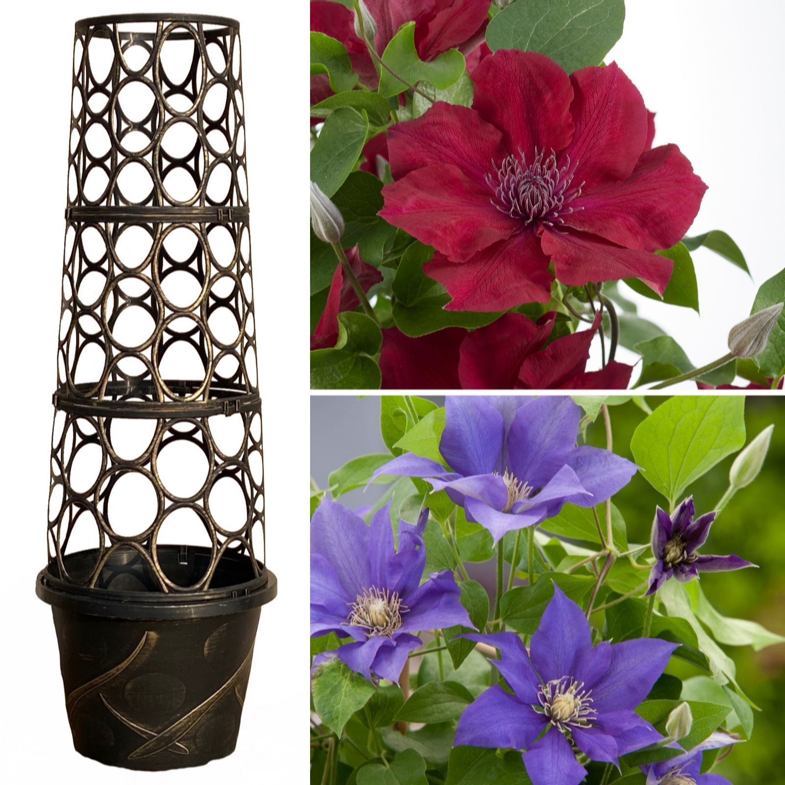 Yougarden Red/Purple Tower Pots & Boulevard Clematis 10.5Cm Pots X 2